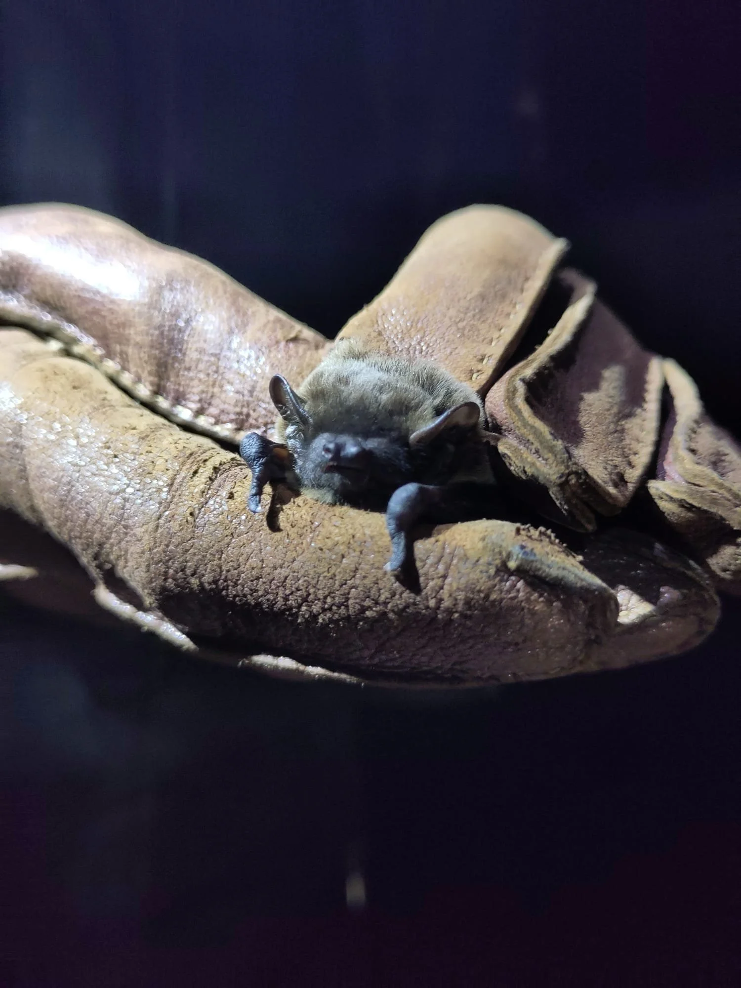 A bat being held in gloved hand