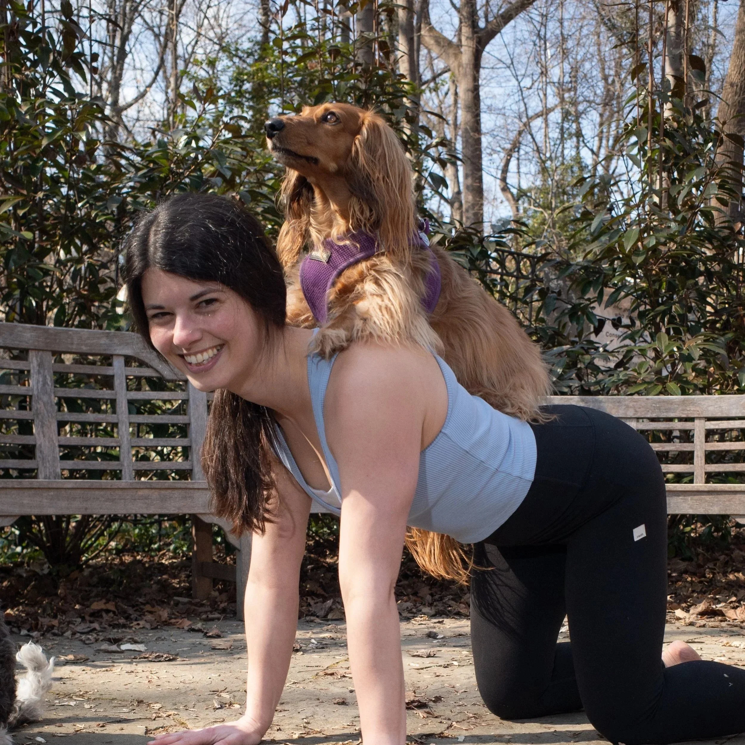 A woman with long dark hair and light skin is on her hands and knees outdoors, smiling. A dachshund is sitting on her back, wearing a purple harness, looking off into the distance. The background features trees without leaves and a wooden fence.