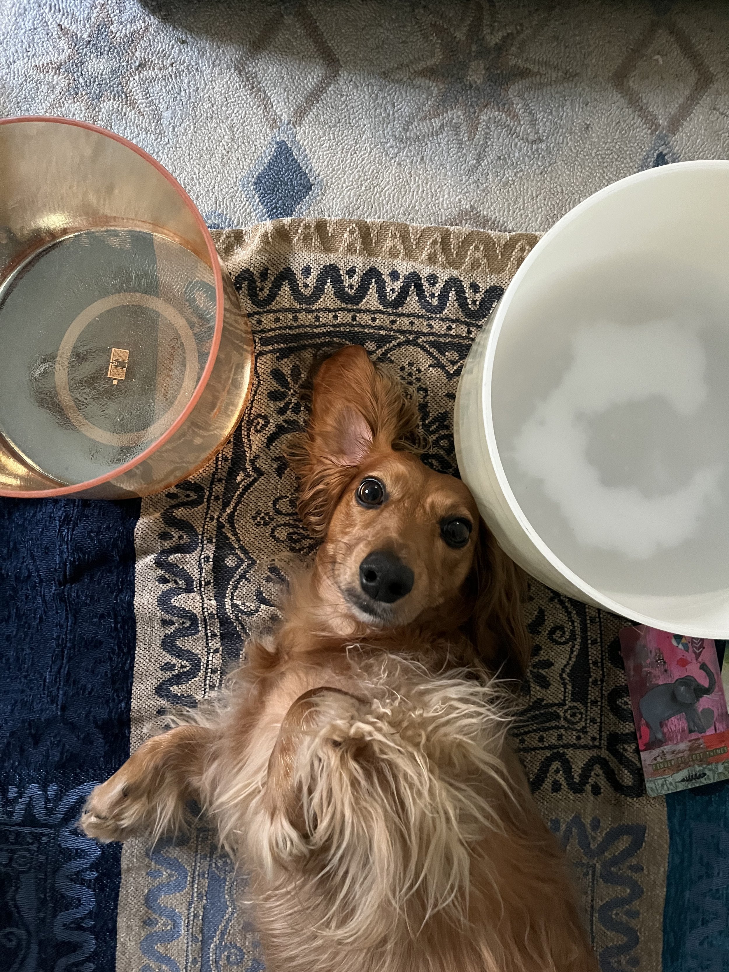 A small brown and white dog lying on its back on a patterned rug, surrounded by two crystal alchemy singing bowls.
