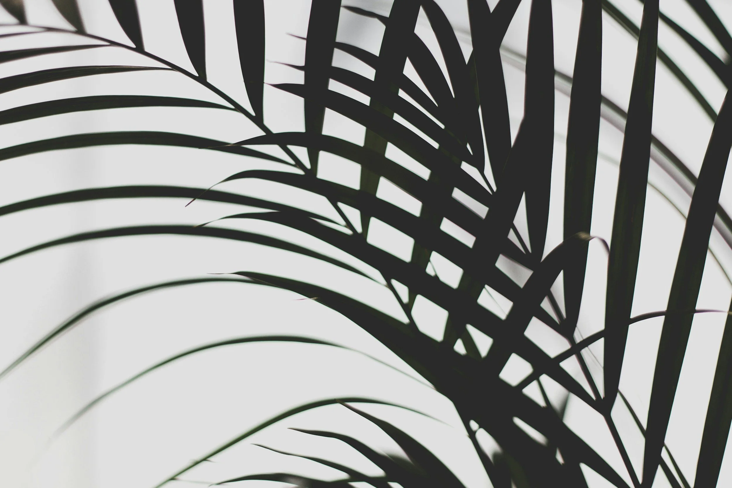 Silhouette of overlapping palm leaves against a white background.
