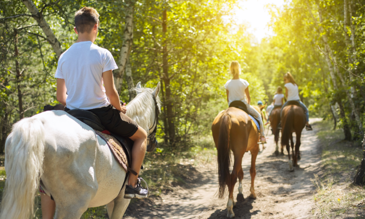 Guided Horseback Ride Through Sunlit Forest Trail.png