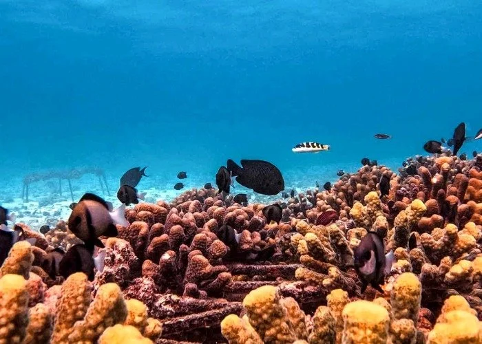 Fish swim around coral reefs underwater.jpeg