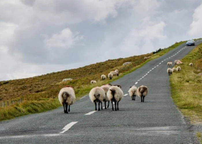 Sheeping crossing winding county road ireland.jpg