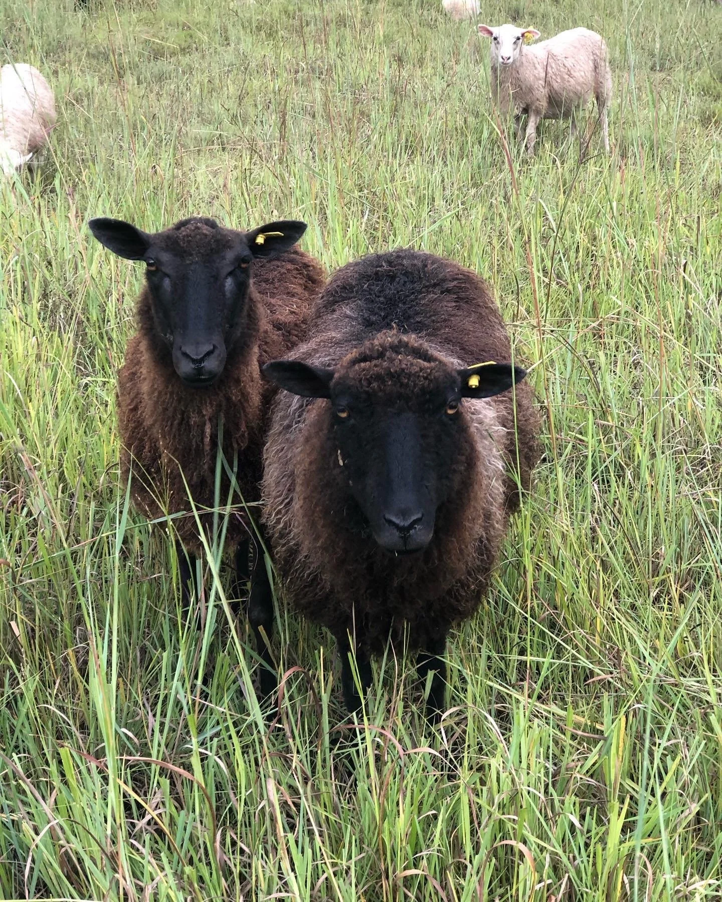 14 Hands Ranch