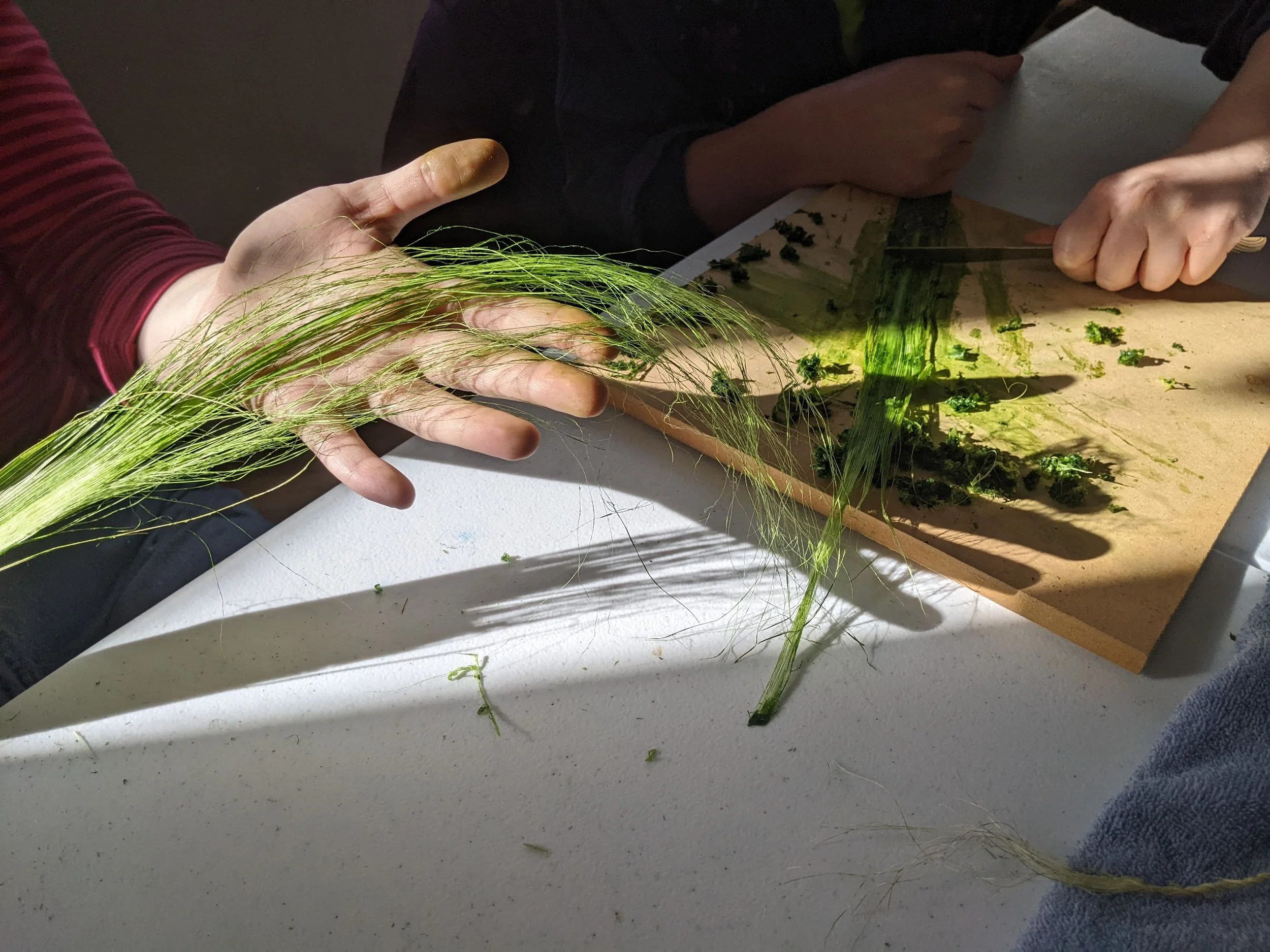 Yucca processing.jpg