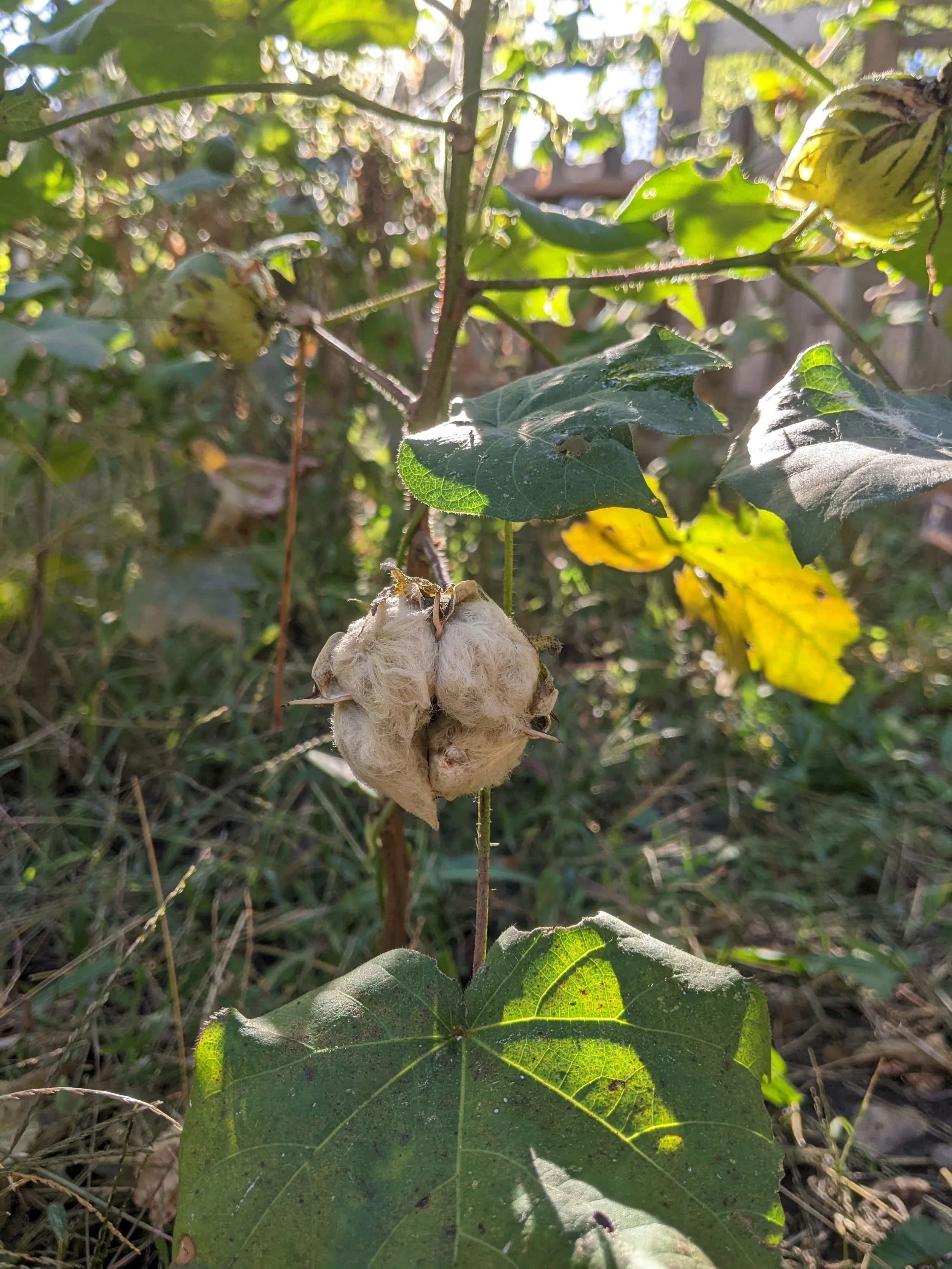 Cotton plant.jpg