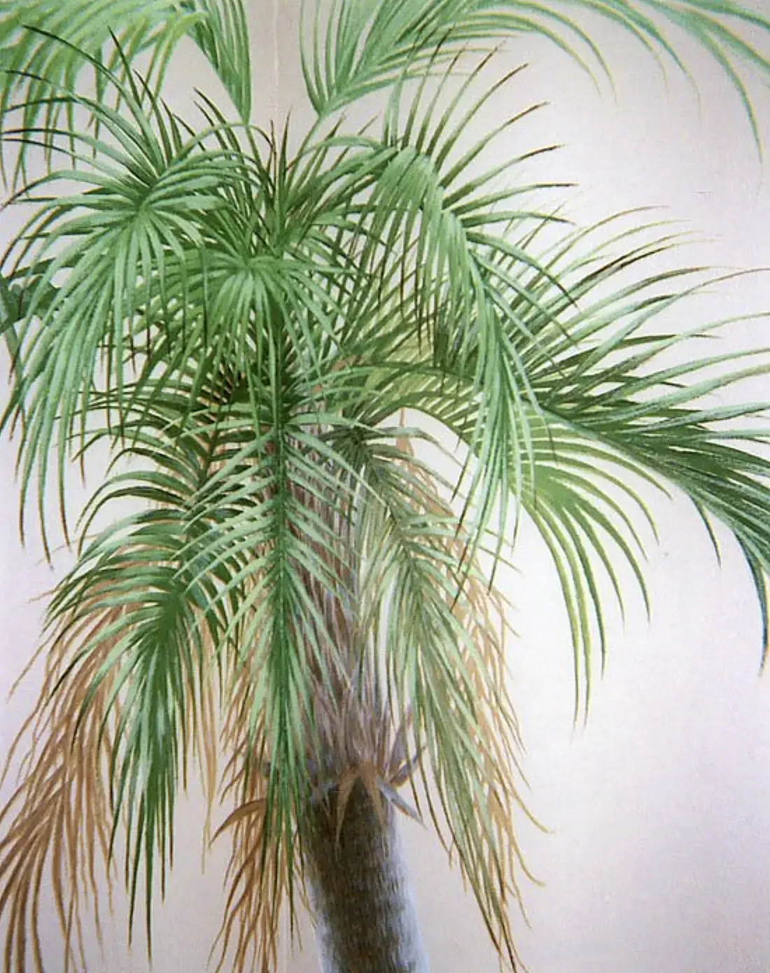 palm.webp