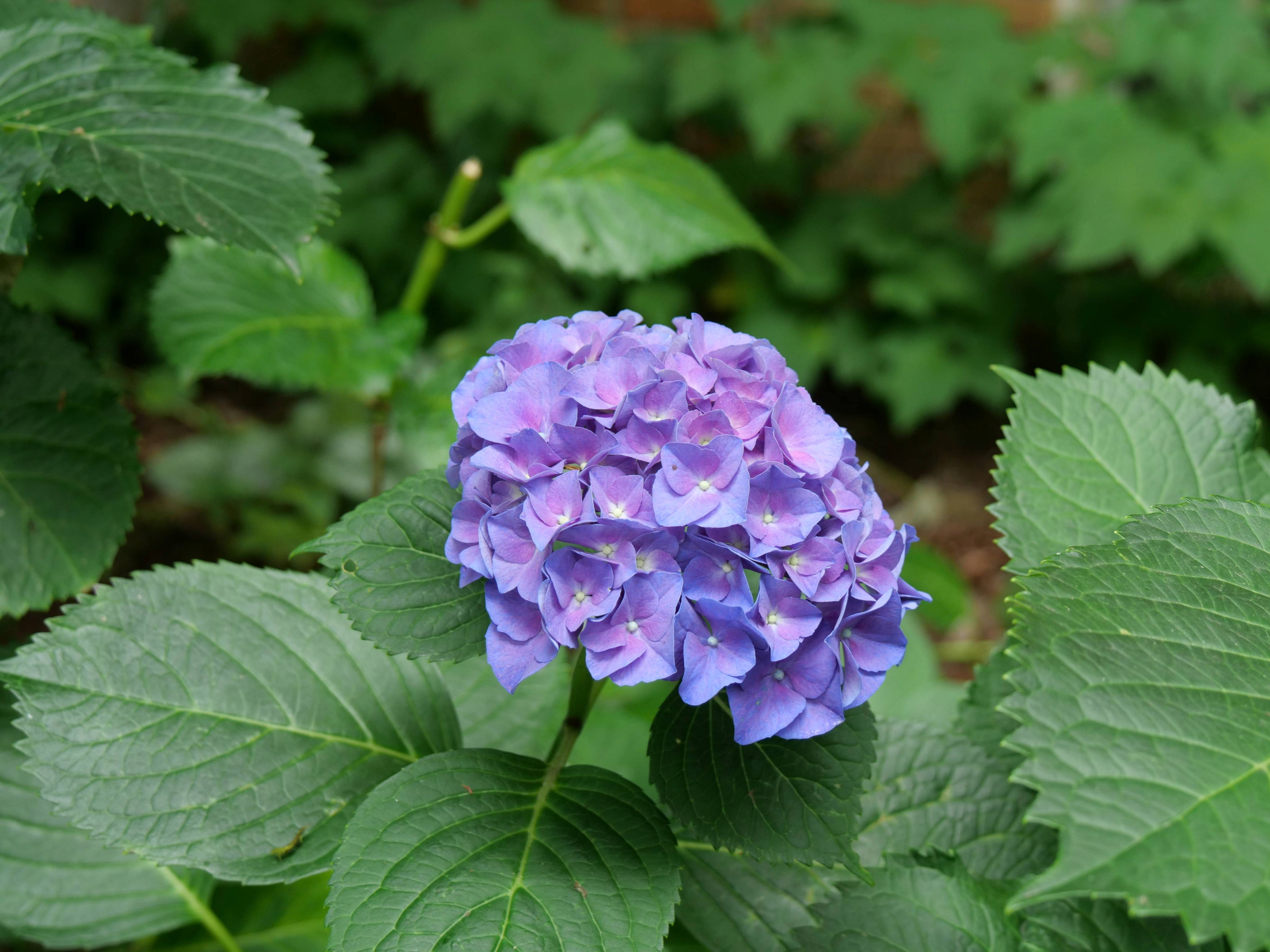 A blooming flower in the Portland South Park blocks | Shot on Lumix G100D 14 - 140mm