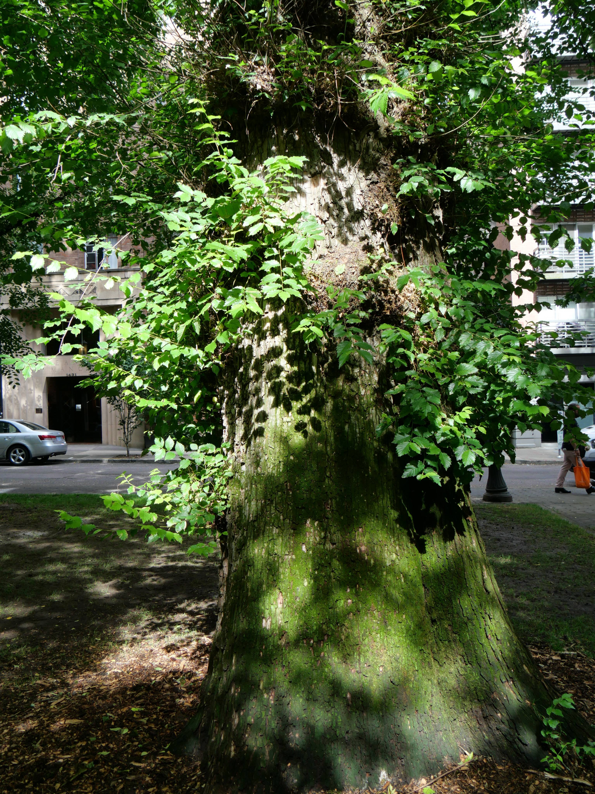 A tree trunk lit by the autumn sun through the tree canopy | Shot on Lumix G100D 14 - 140mm