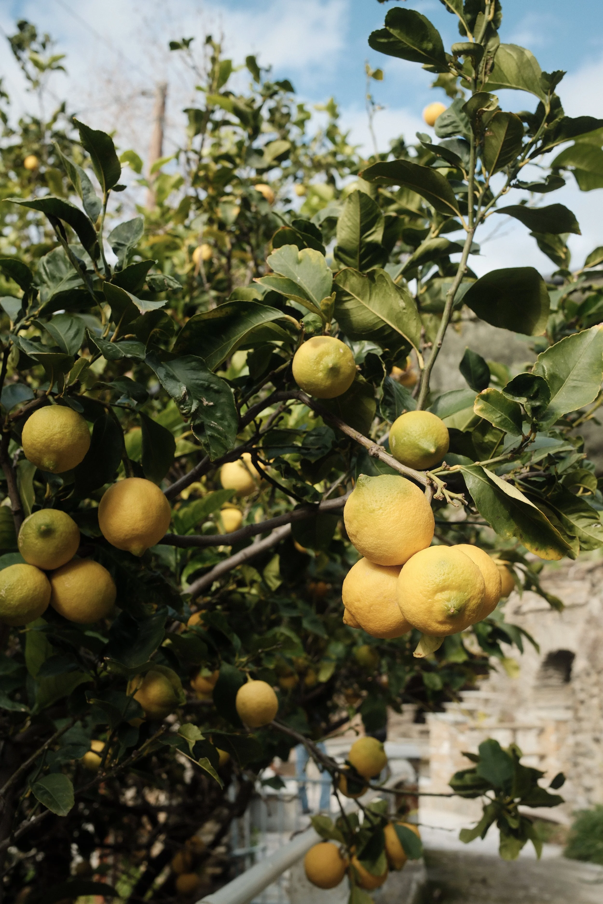 En citrontræ med modne citroner hænger på grenene med grønne blade, under en blå himmel med lette skyer.