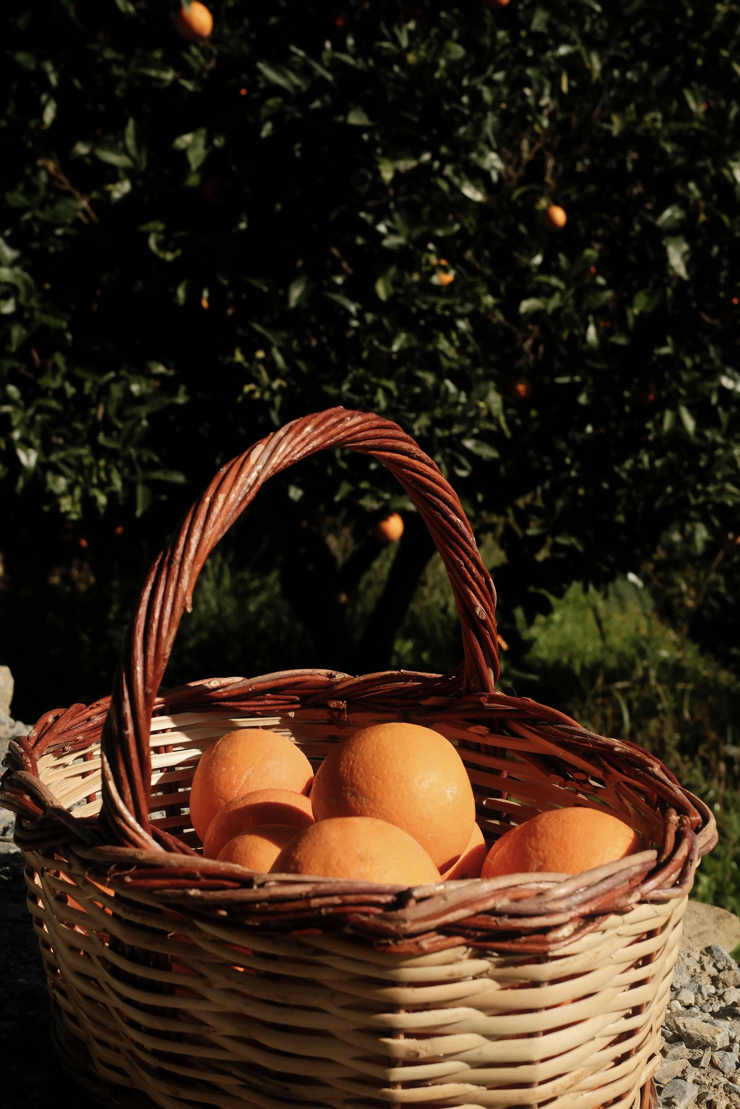 En kurv med appelsiner foran en appelsintræ i en have.