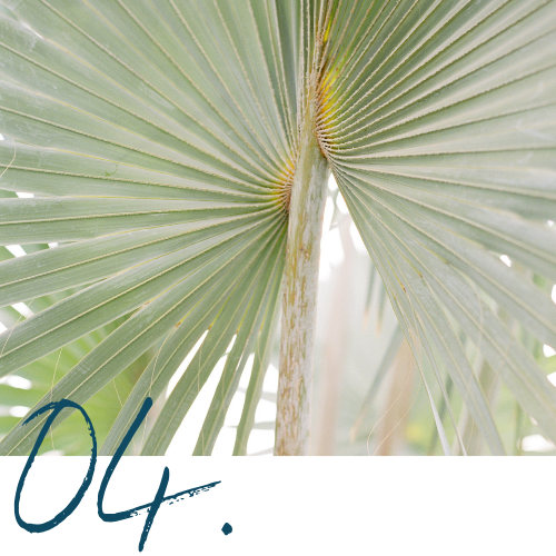 Close-up of green palm leaves with a textured trunk visible in the center