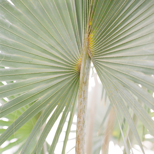 Palm leaf close-up used as a brand texture for a California marketing agency.