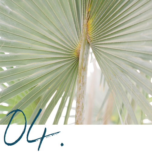 Close-up of a green palm leaf with a fan-like shape and textured surface.