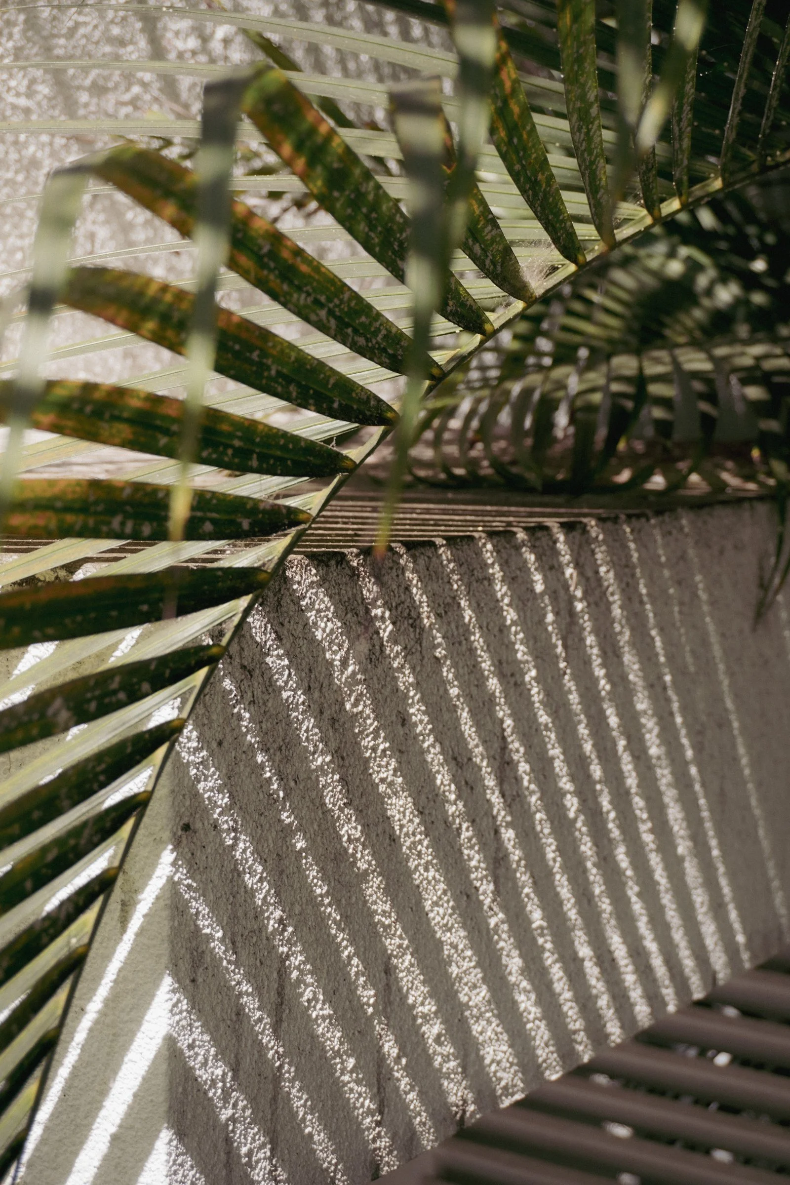 Close-up of palm leaves casting patterned shadows on a textured wall.