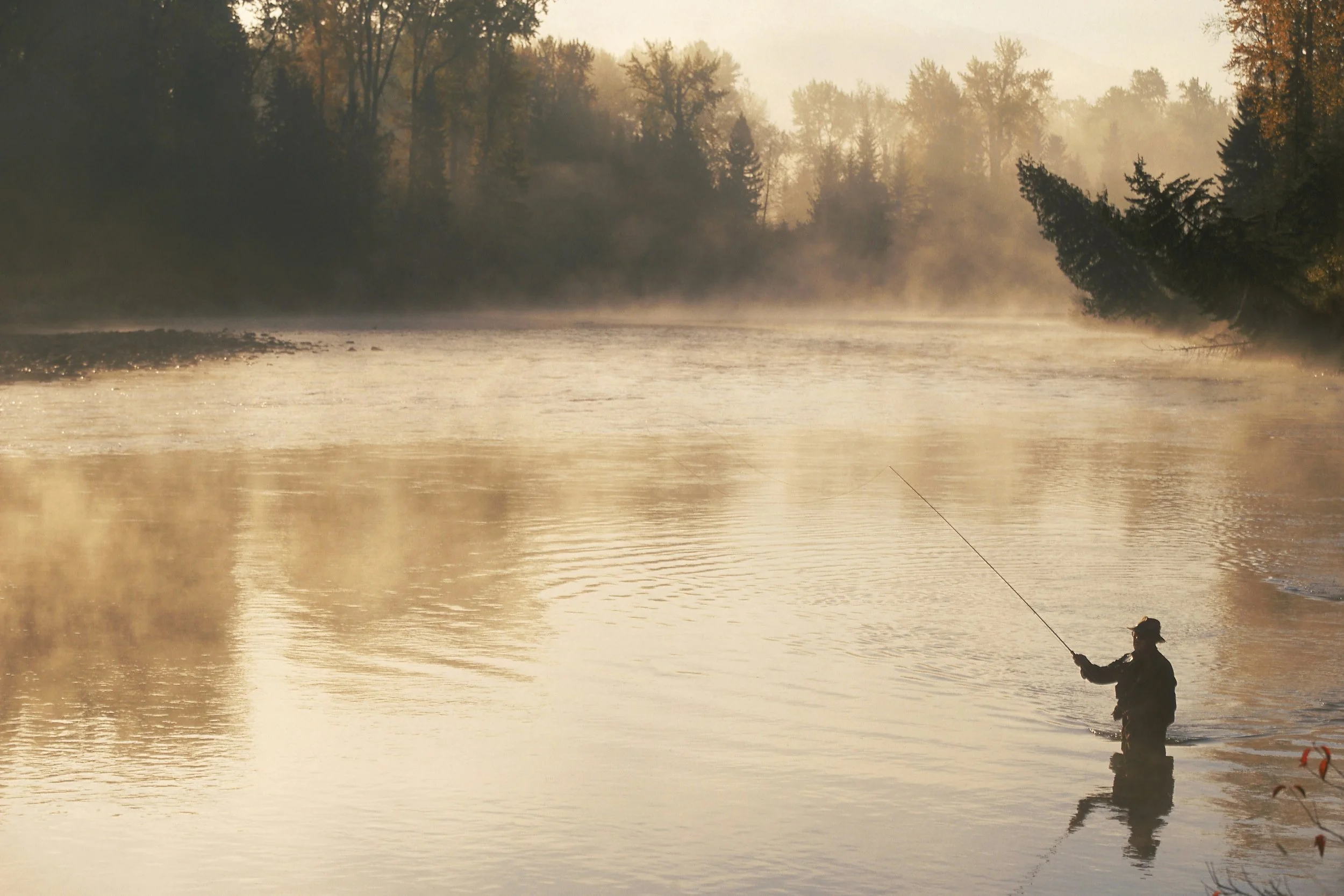 Fly fisherman casting on the Miramichi River in early morning light