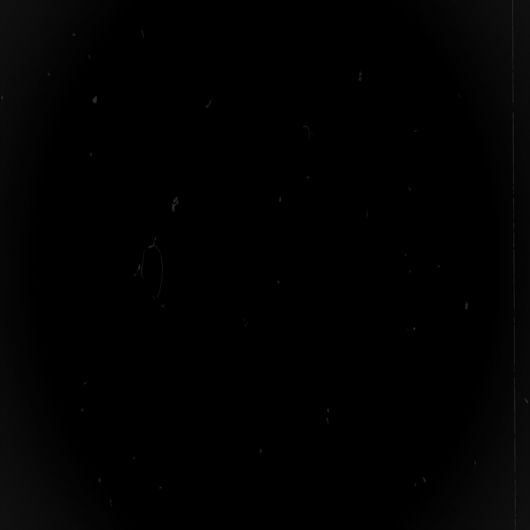 A black and white image of a small, fluffy dog standing on a surface.