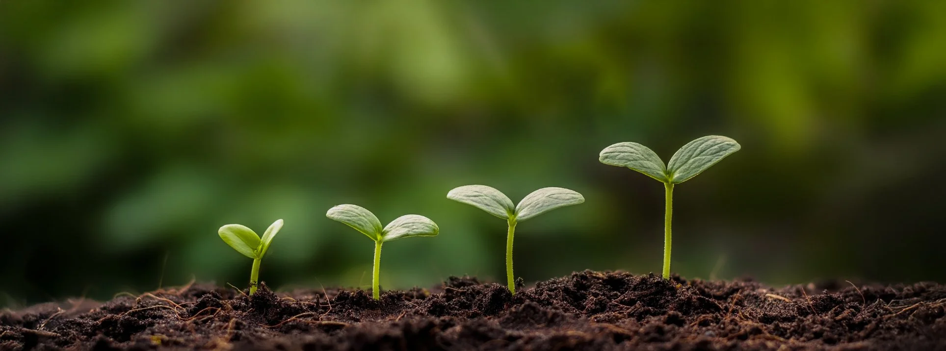 Négy kis zöld hajtás sötét talajban, sorban ültetve, különböző magasságban növekszik.