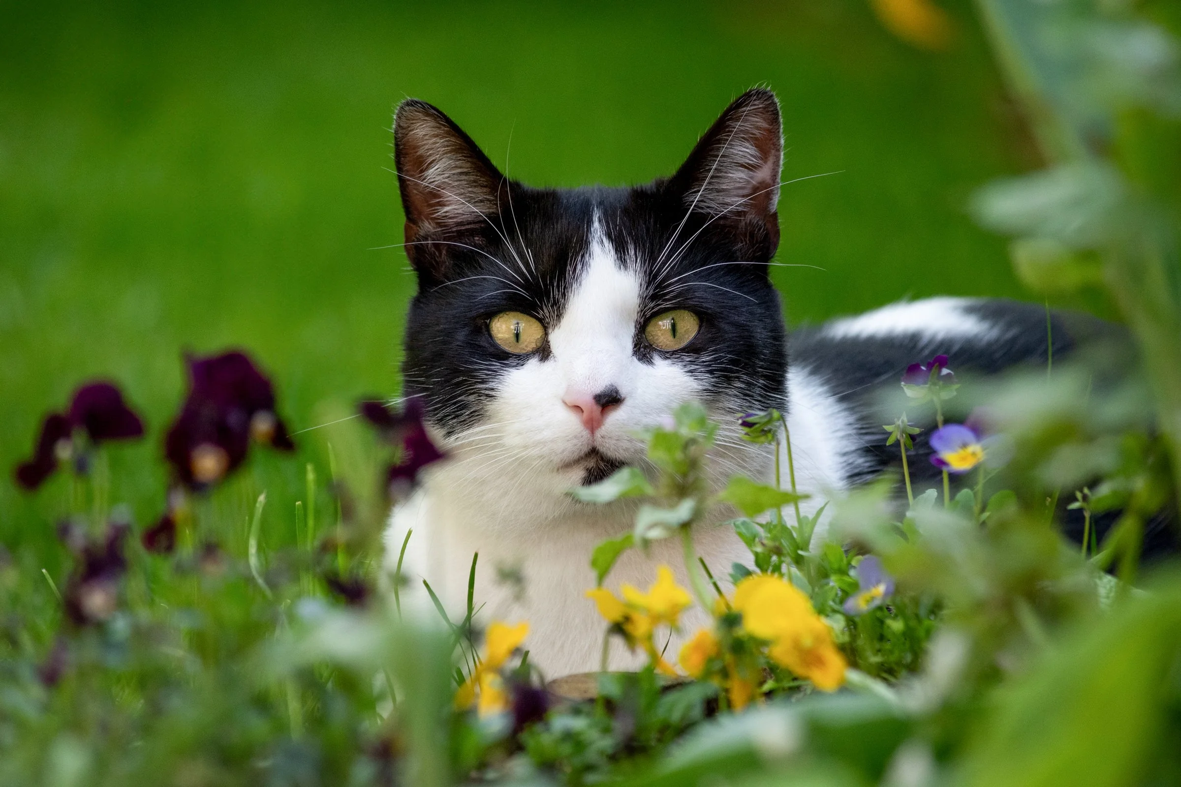 Fekete-fehér macska fekszik egy kertben, színes virágokkal körülvéve, zöld háttérrel.