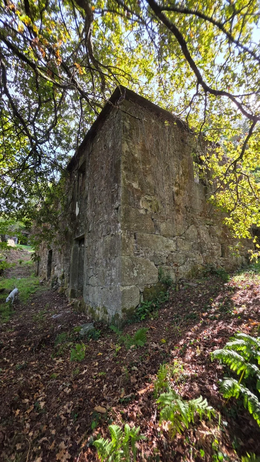 Antes e depois da limpeza do terreno (Before and after land clearing)