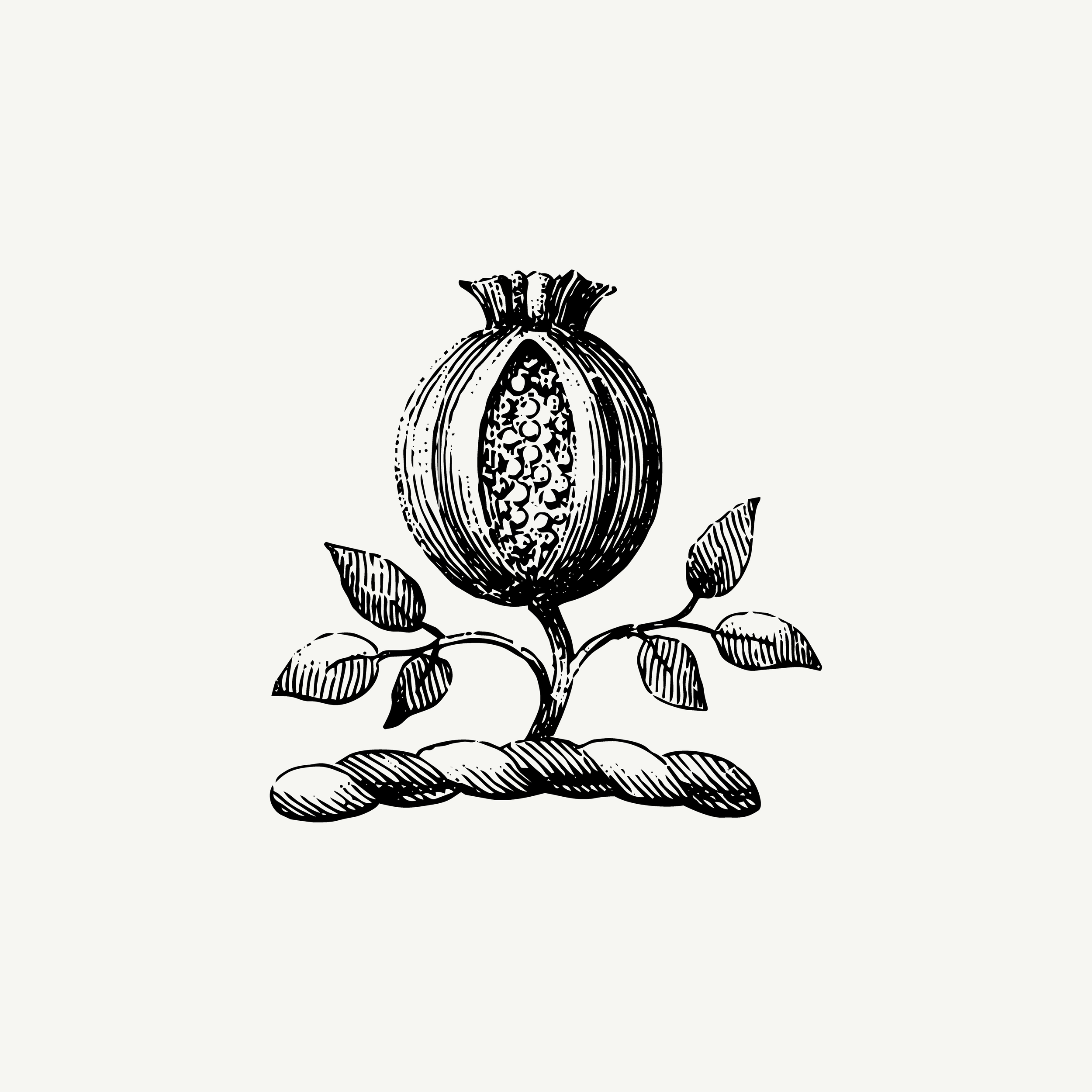 Engraved crest depicting a pomegranate fruit, historic botanical illustration, black and white