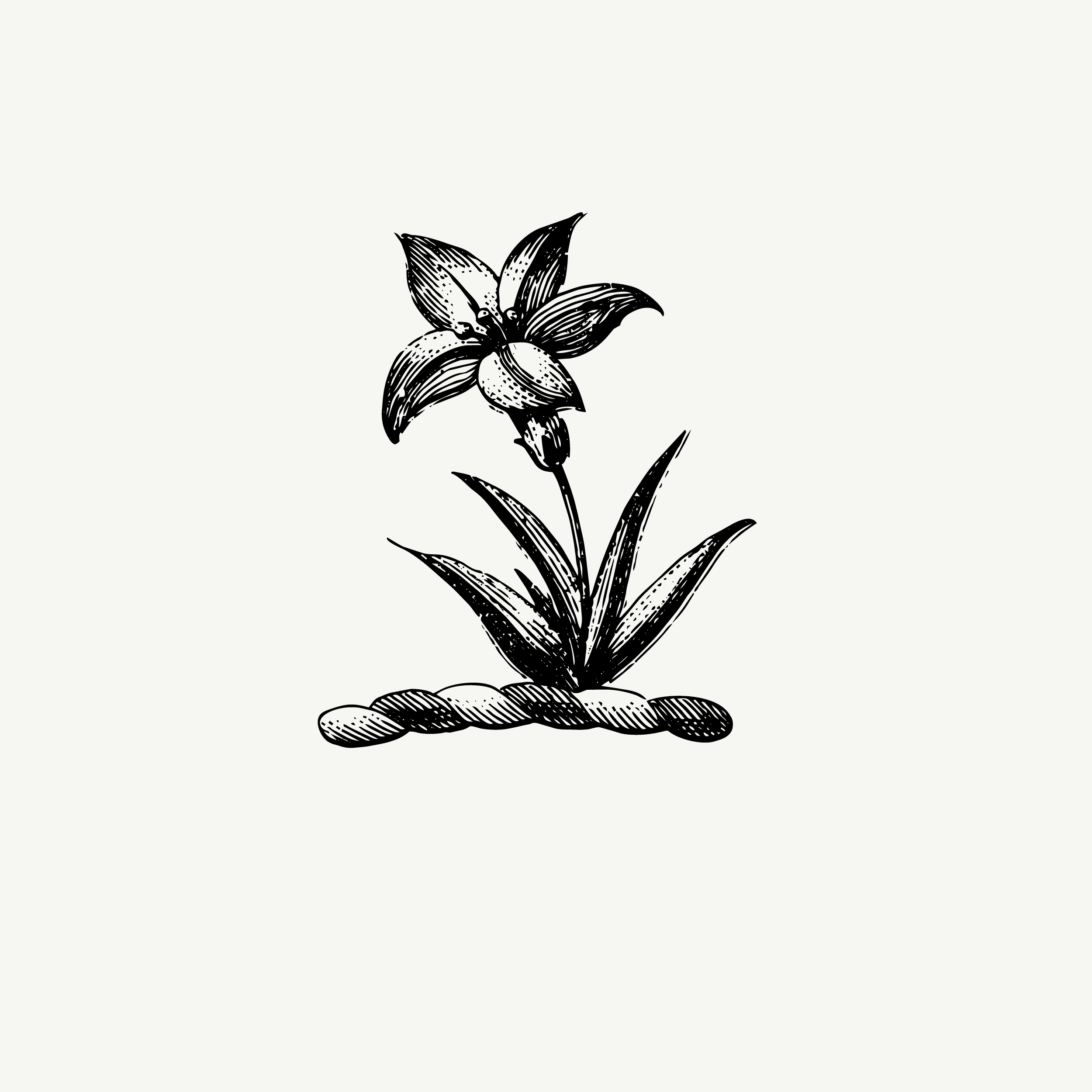 Engraved crest depicting a lily plant, historic botanical illustration, black and white