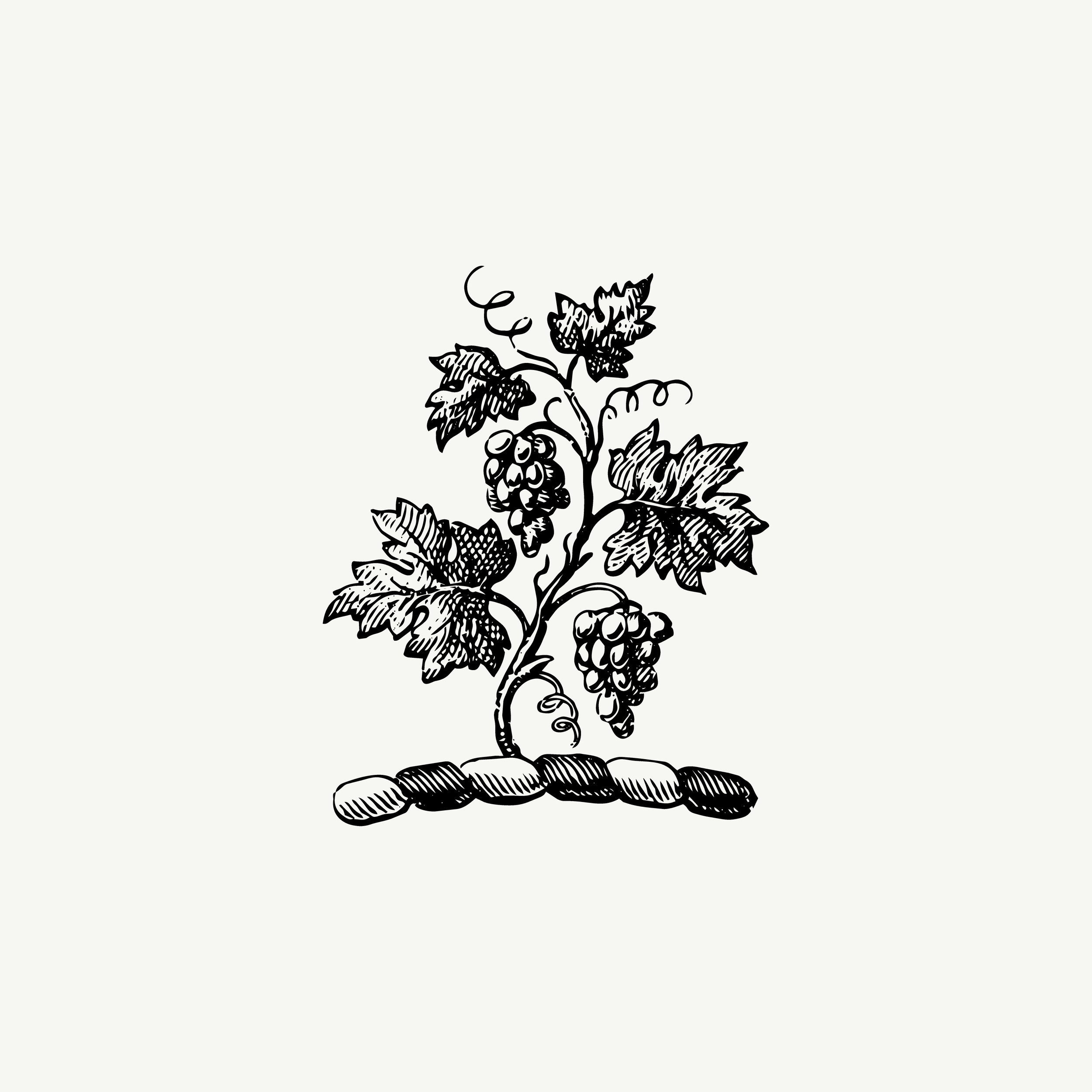 Engraved crest depicting a grapevine with fruit, historic botanical illustration, black and white