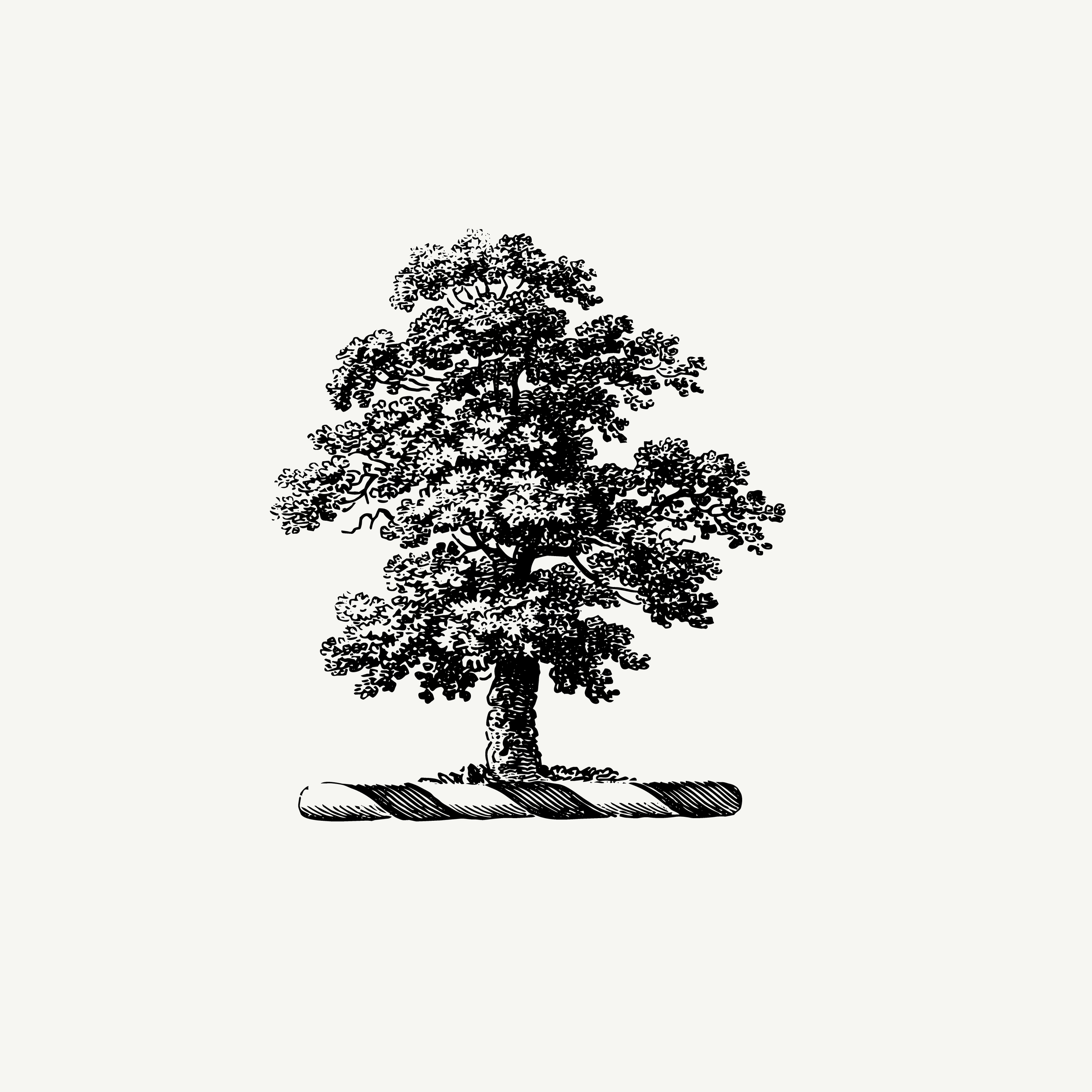 Historic engraved crest of an Oak in Full, paired with the orientation line "To stand long enough to become shelter" — from the Story & Sigil archive