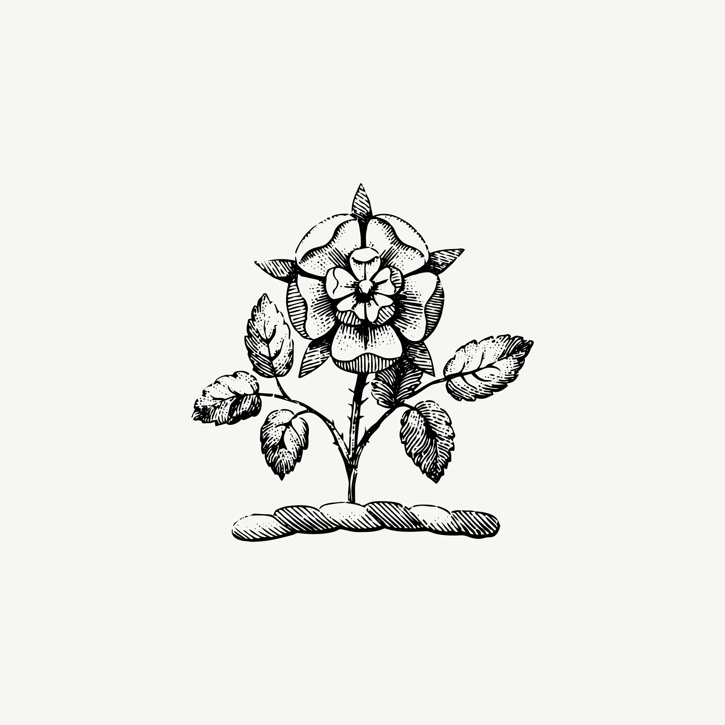 Engraved crest depicting a flowering rose plant, historic botanical illustration, black and white