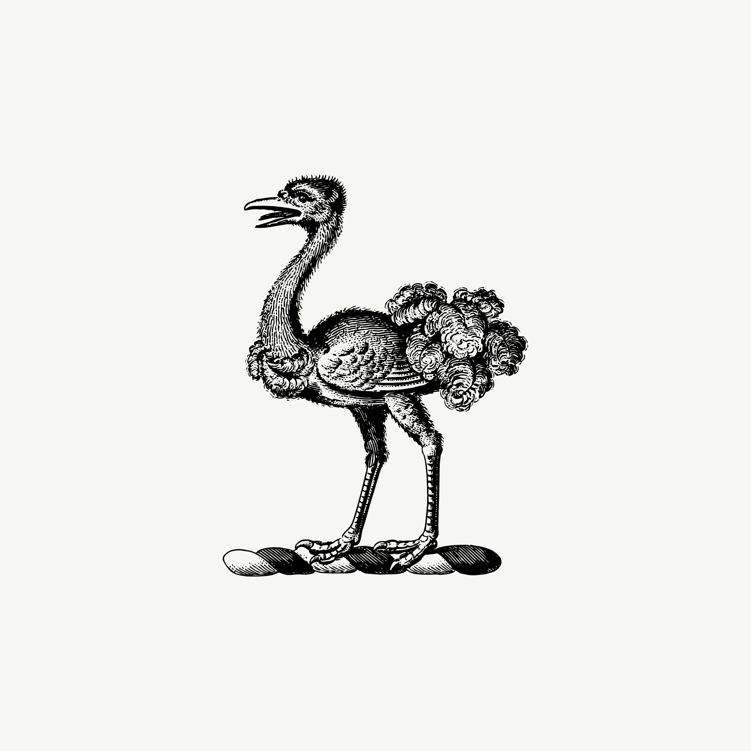 Historic engraved crest of an Ostrich, paired with the orientation line "Looked at before understood" — from the Story & Sigil archive
