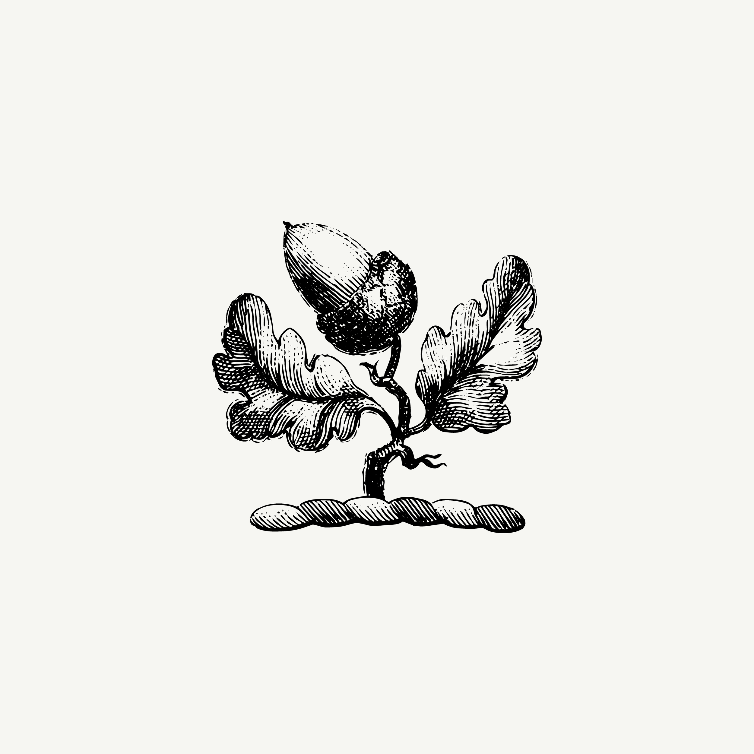 Engraved crest depicting an oak branch with acorn, historic botanical illustration, black and white
