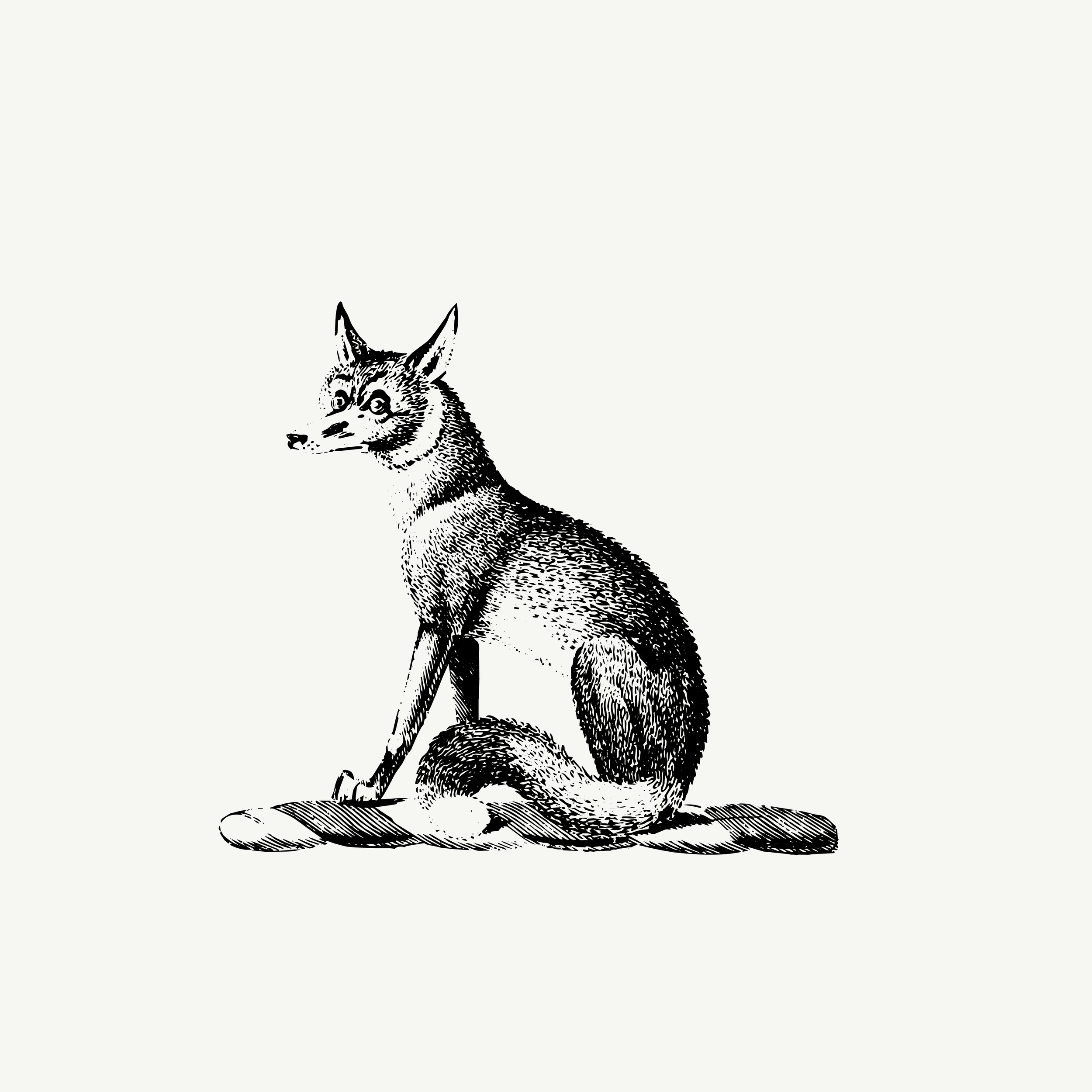 Historic engraved crest of a Fox, paired with the orientation line "Observation creates advantage" — from the Story & Sigil archive