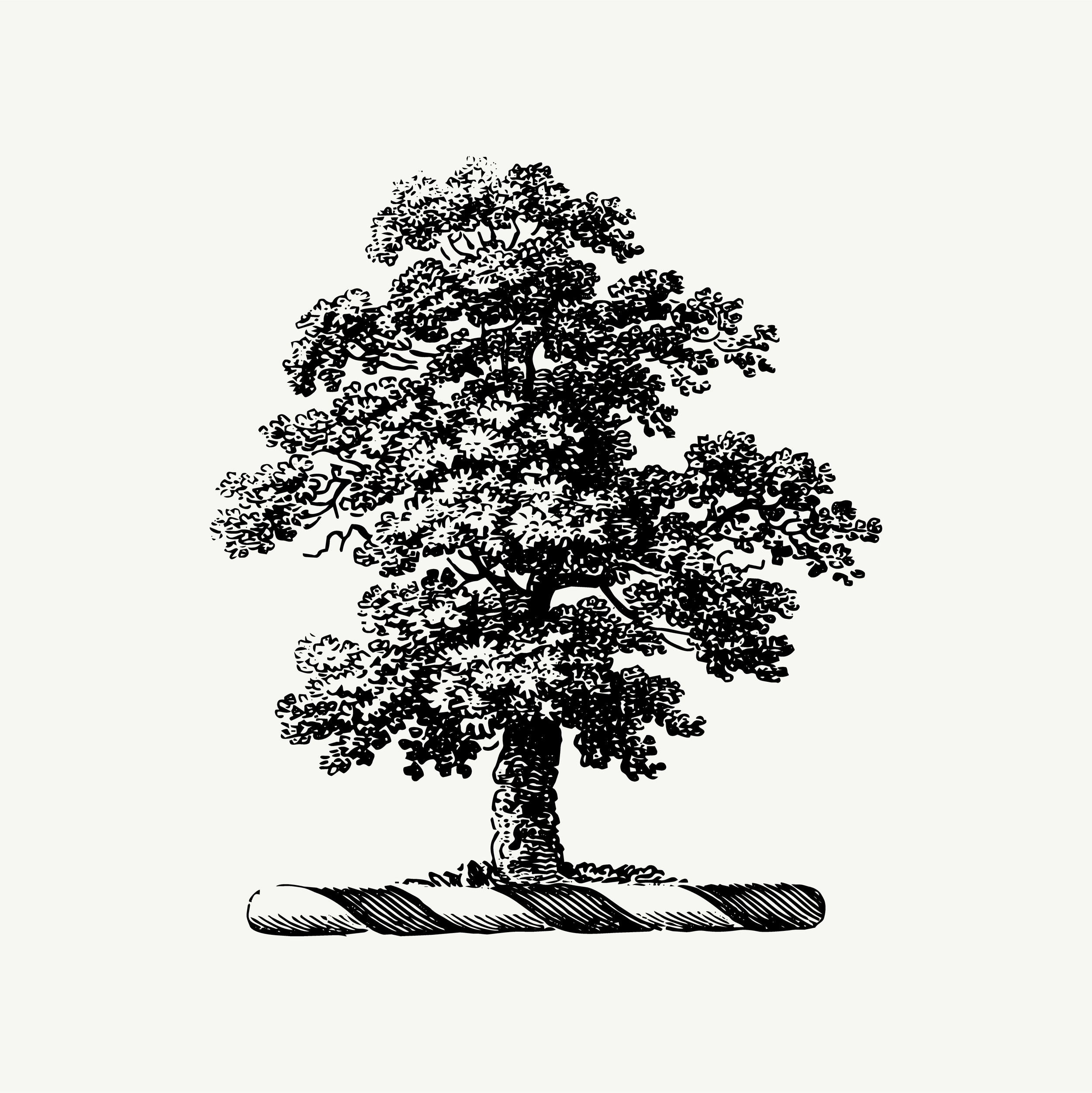 Engraved crest of an oak tree with detailed foliage