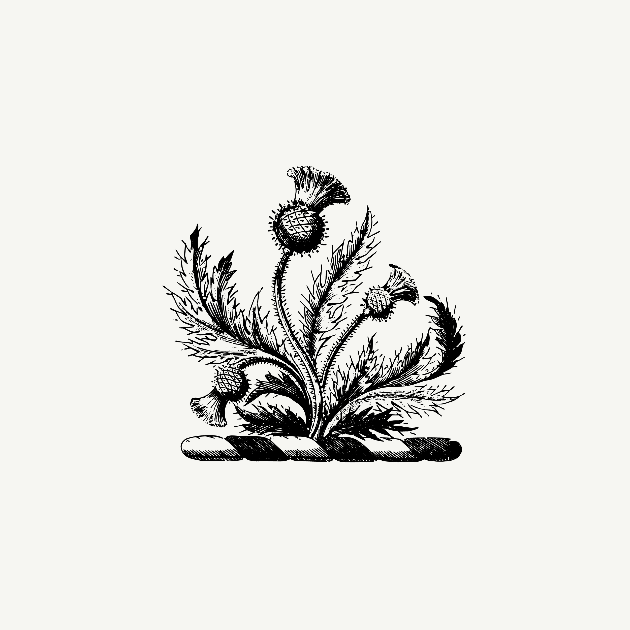 Engraved crest depicting a thistle plant, historic botanical illustration, black and white