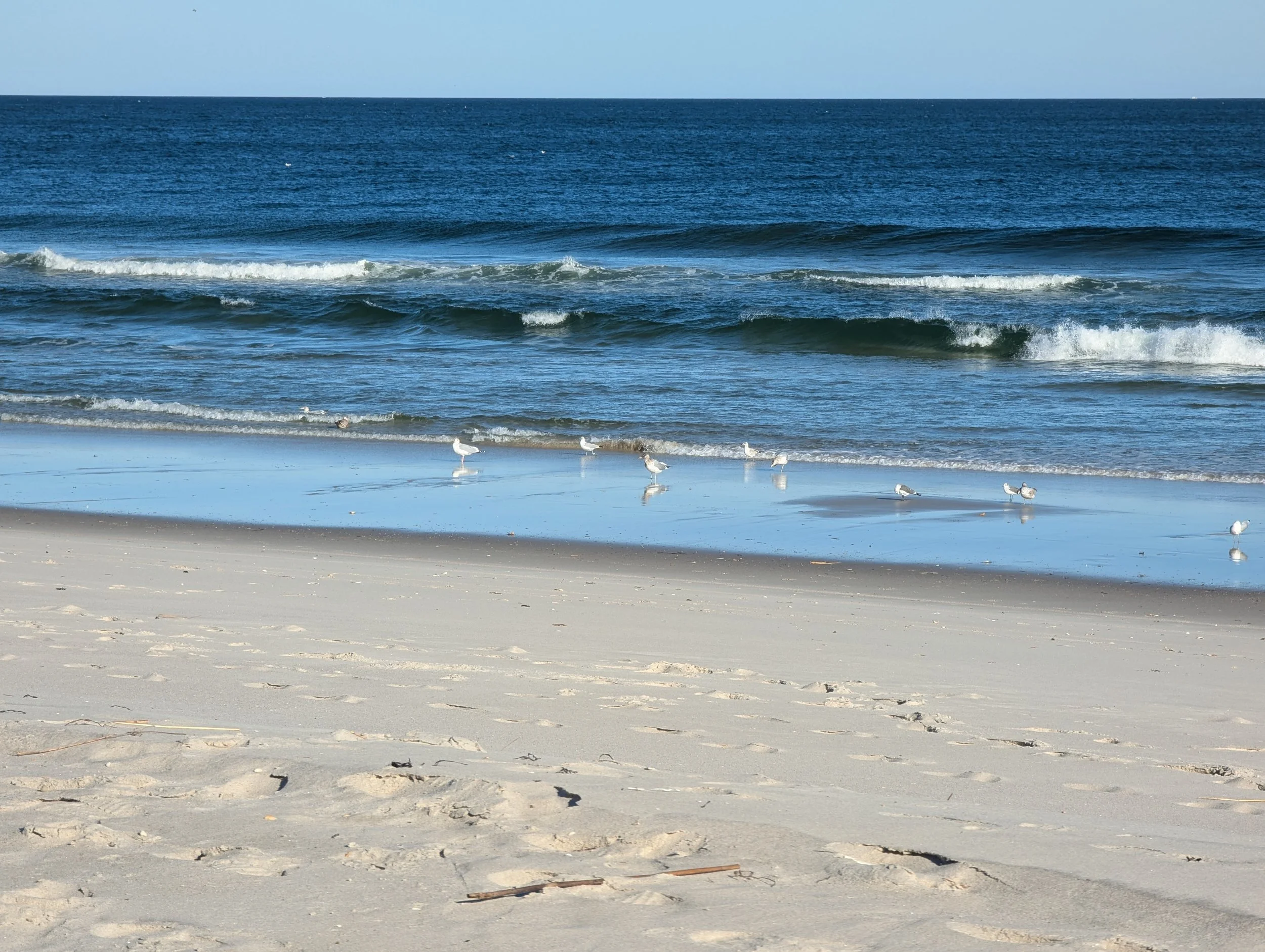 OBSC Birds on Beach by Susan Lambariello