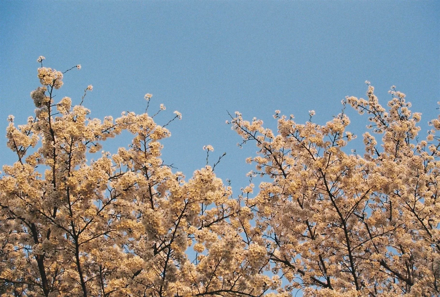 Cherry blossom tree with pink flowers against a clear blue sky.