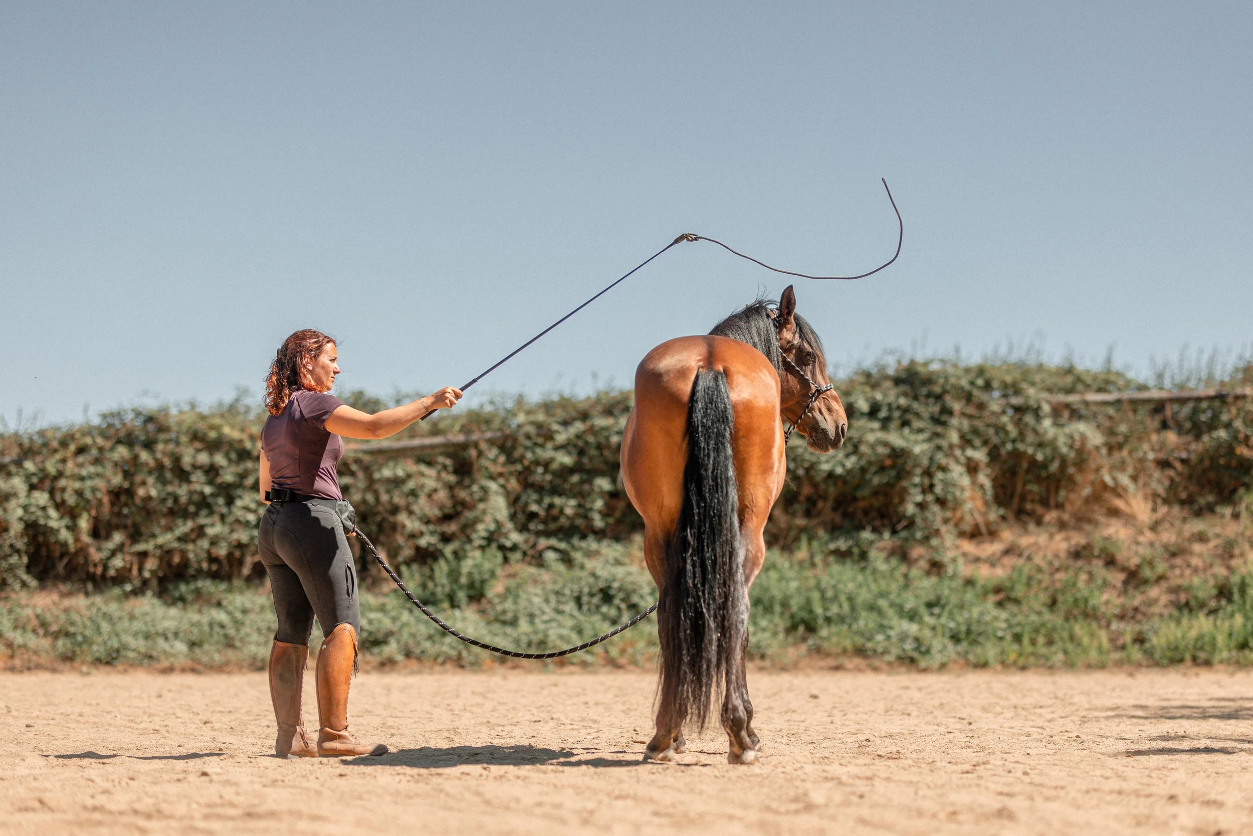Débourrage / travail / rééducation