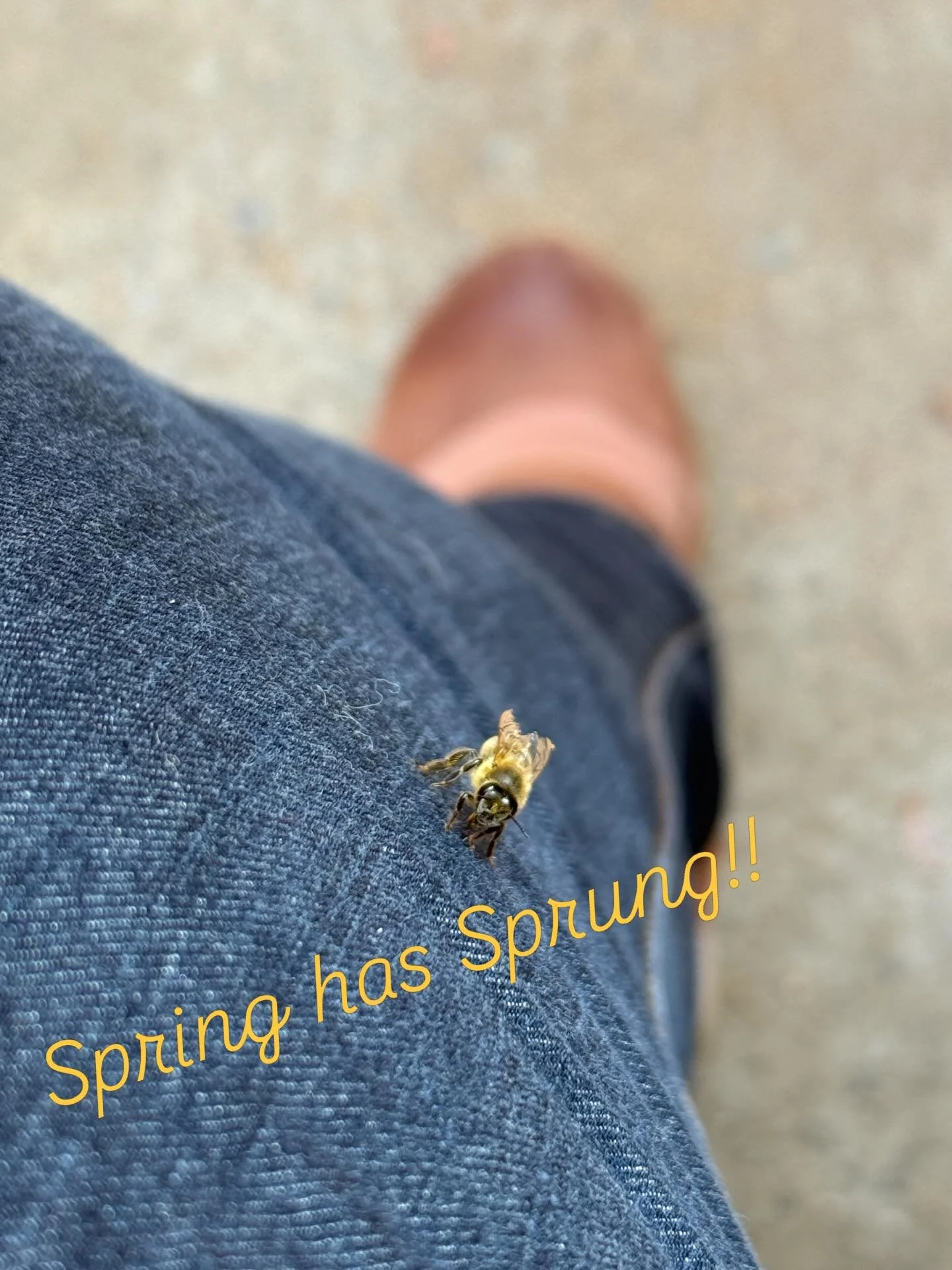 As I open my car door and felt the spring breeze, God sent me this little sign to stop and enjoy it! This sweet little gift rested on my leg for a solid minute 😳🐝 I am usually fearful of getting stung but this was the most peaceful moment ever💛💛