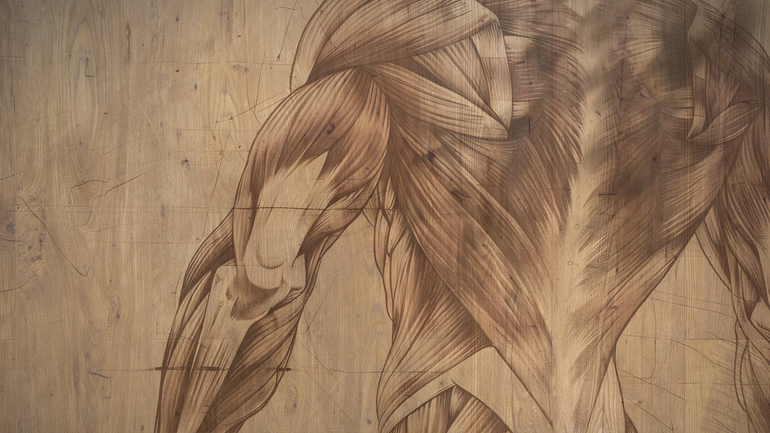 Remedus-anatomija-misic