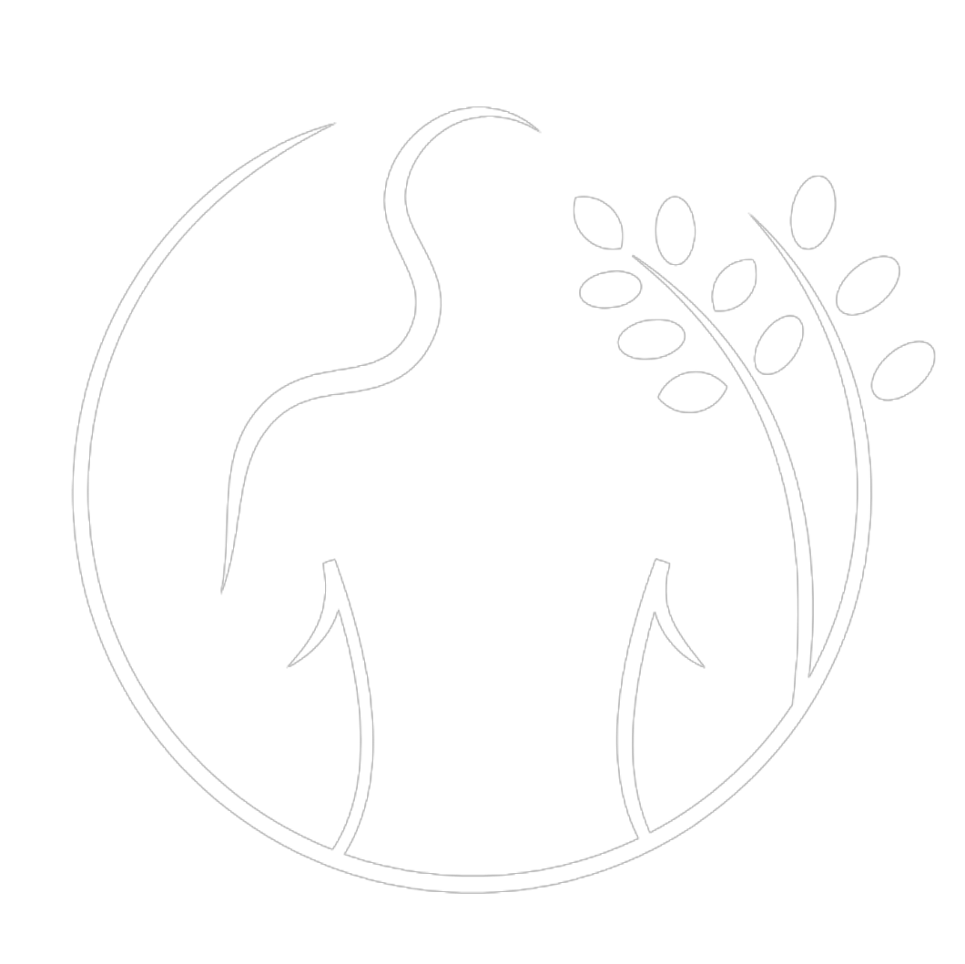 Remedus-klasicna-masaza