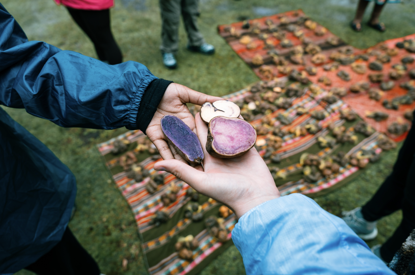 Two people exchanging peeled sweet potatoes with purple and white flesh, with a background of multiple sweet potatoes laid out on colorful mats.