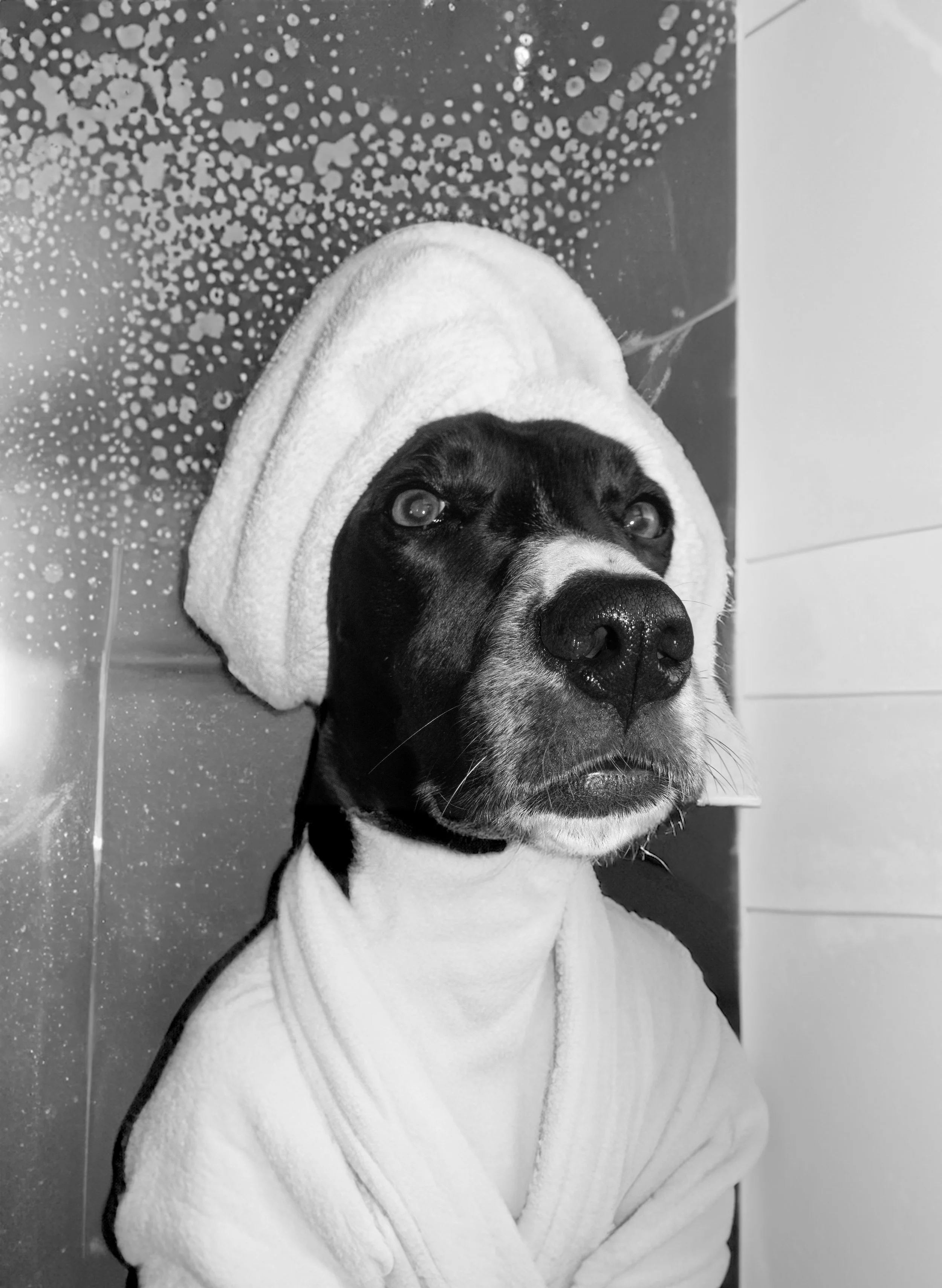 Pets- Bath time Edition