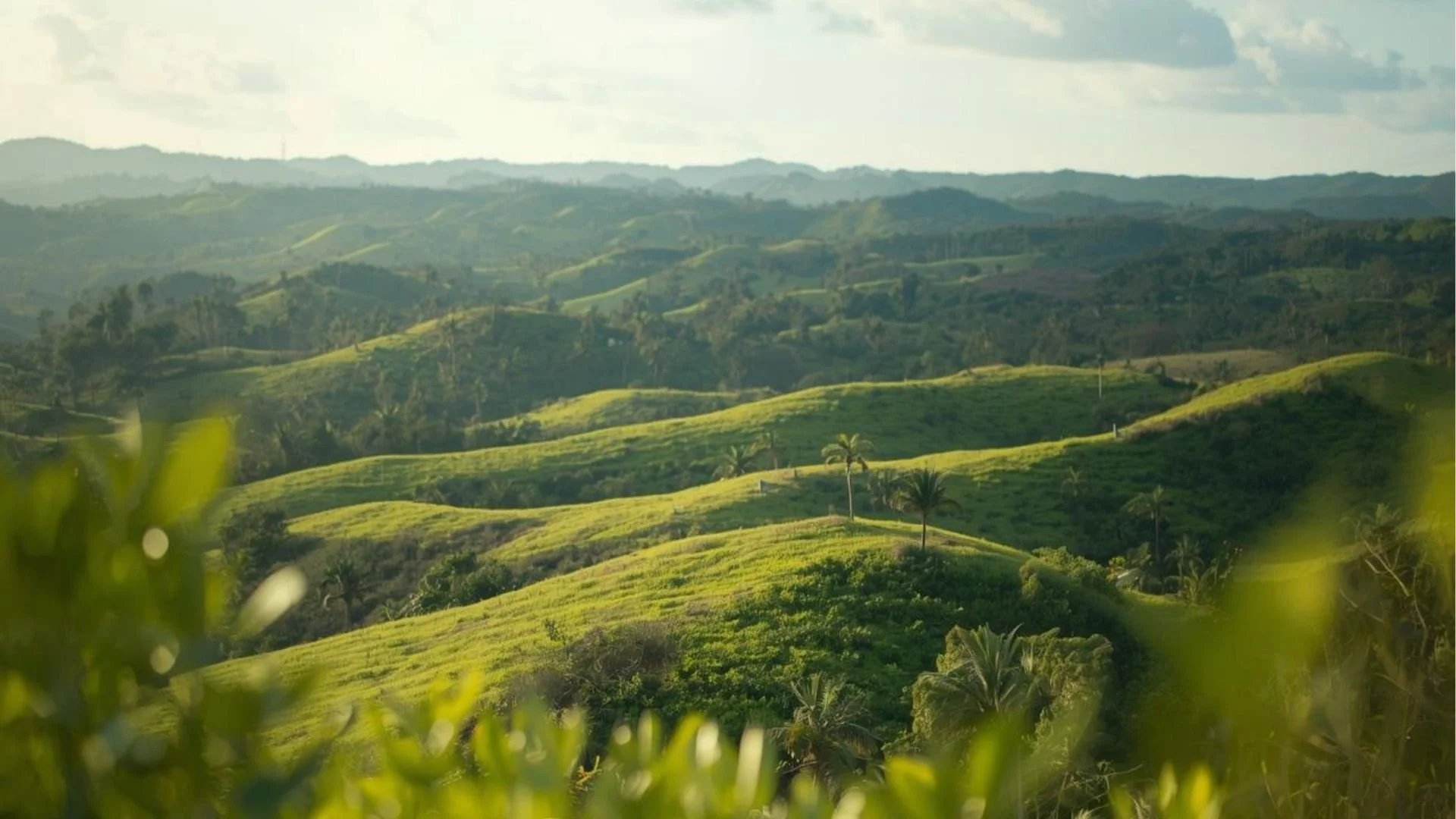 Paisaje de colinas verdes con palmeras en Samana