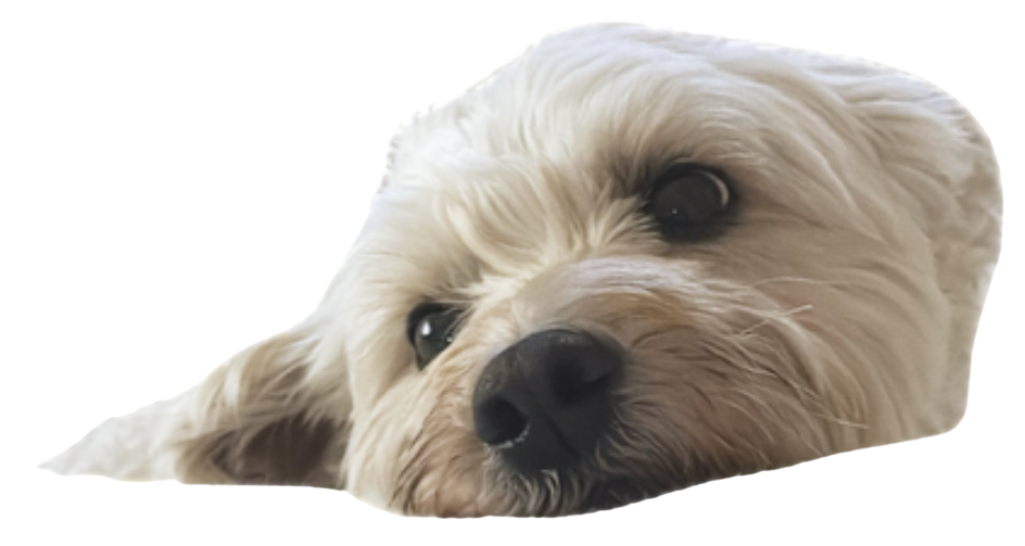 Close-up of a small white dog resting its head on a surface, looking relaxed.