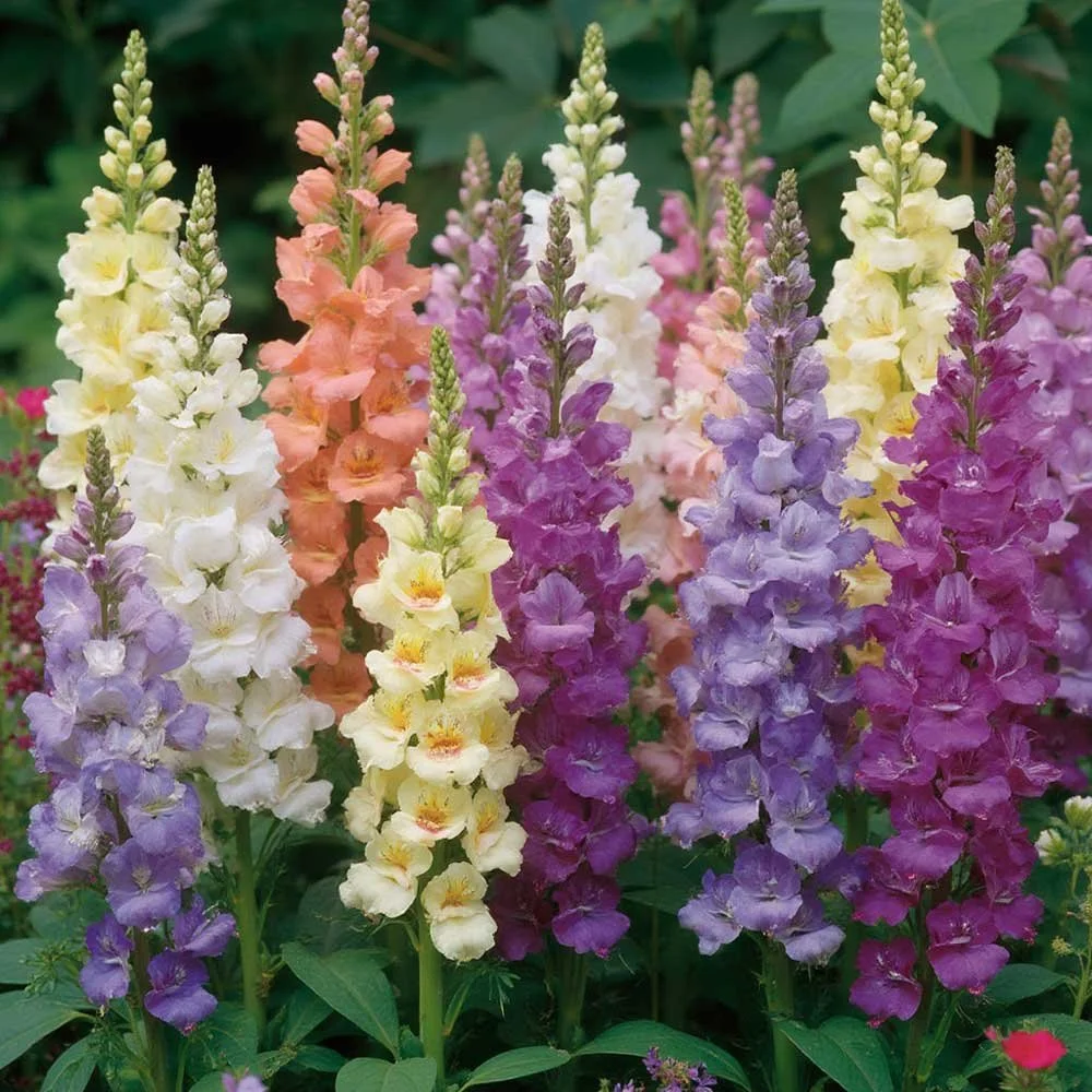 Colorful garden of tall snapdragon flowers in shades of white, peach, yellow, purple, and pink.