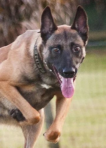 k9demo101613-115 c.jpg