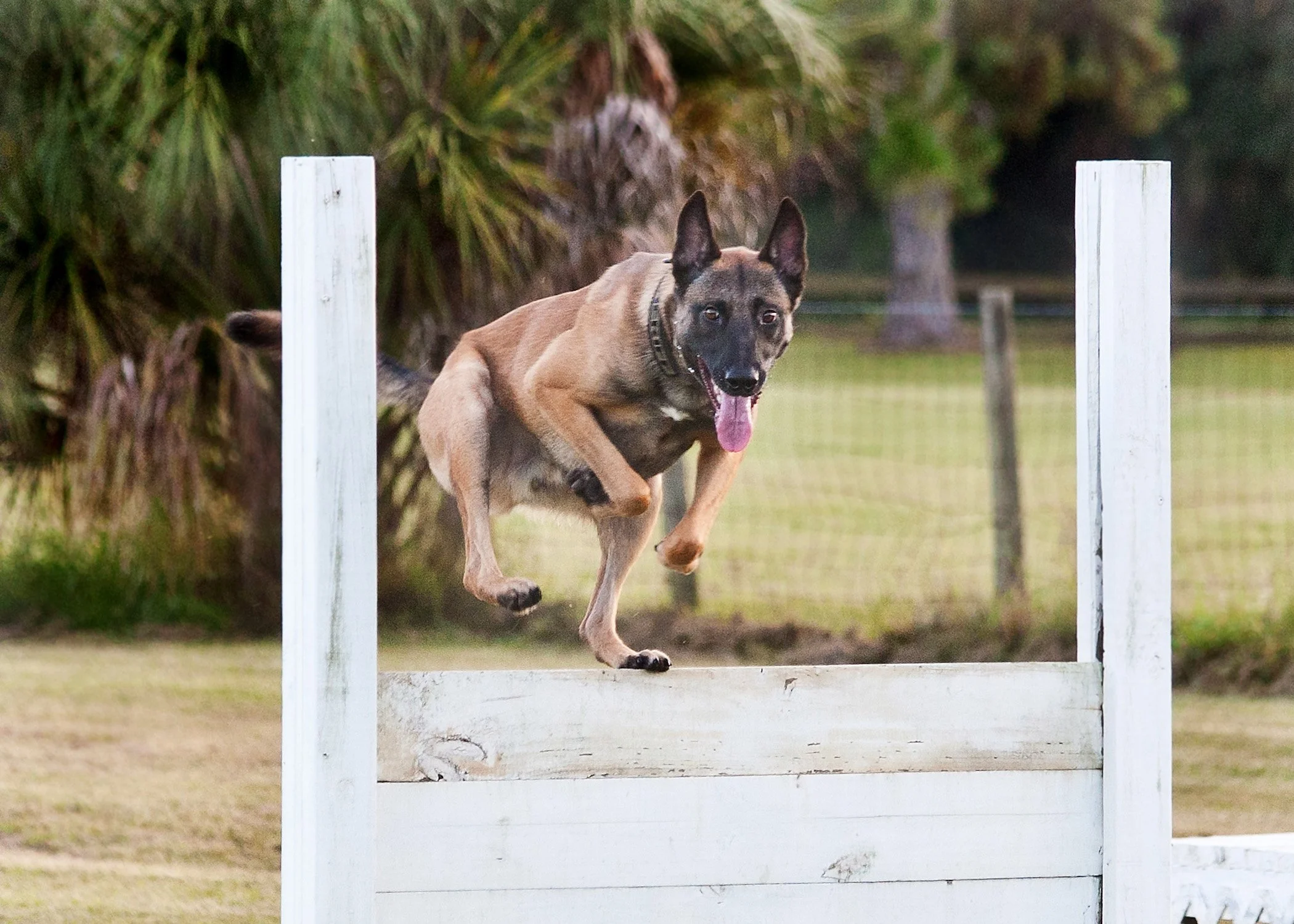 k9demo101613-115.JPG