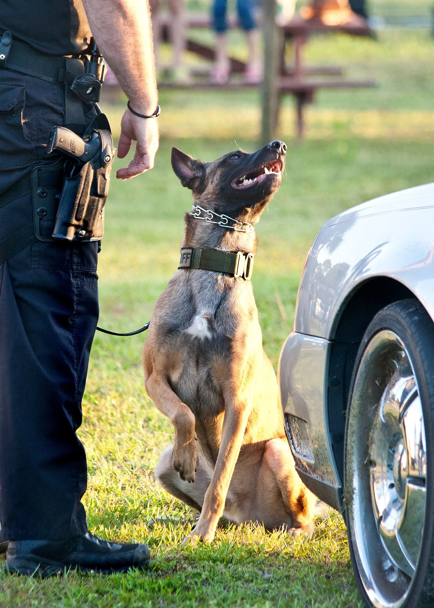 k9demo101613-107.JPG