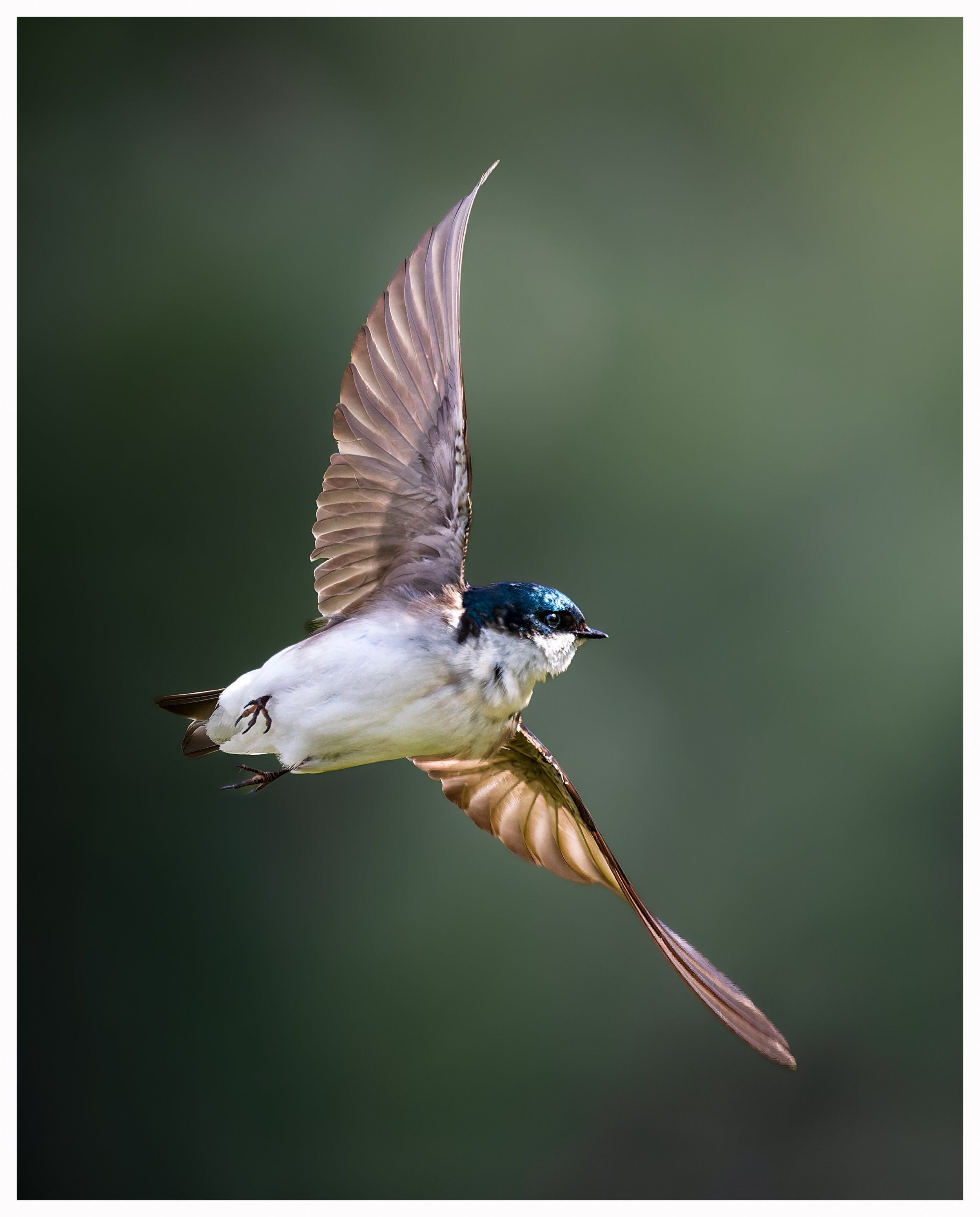 Swallow 8.jpg