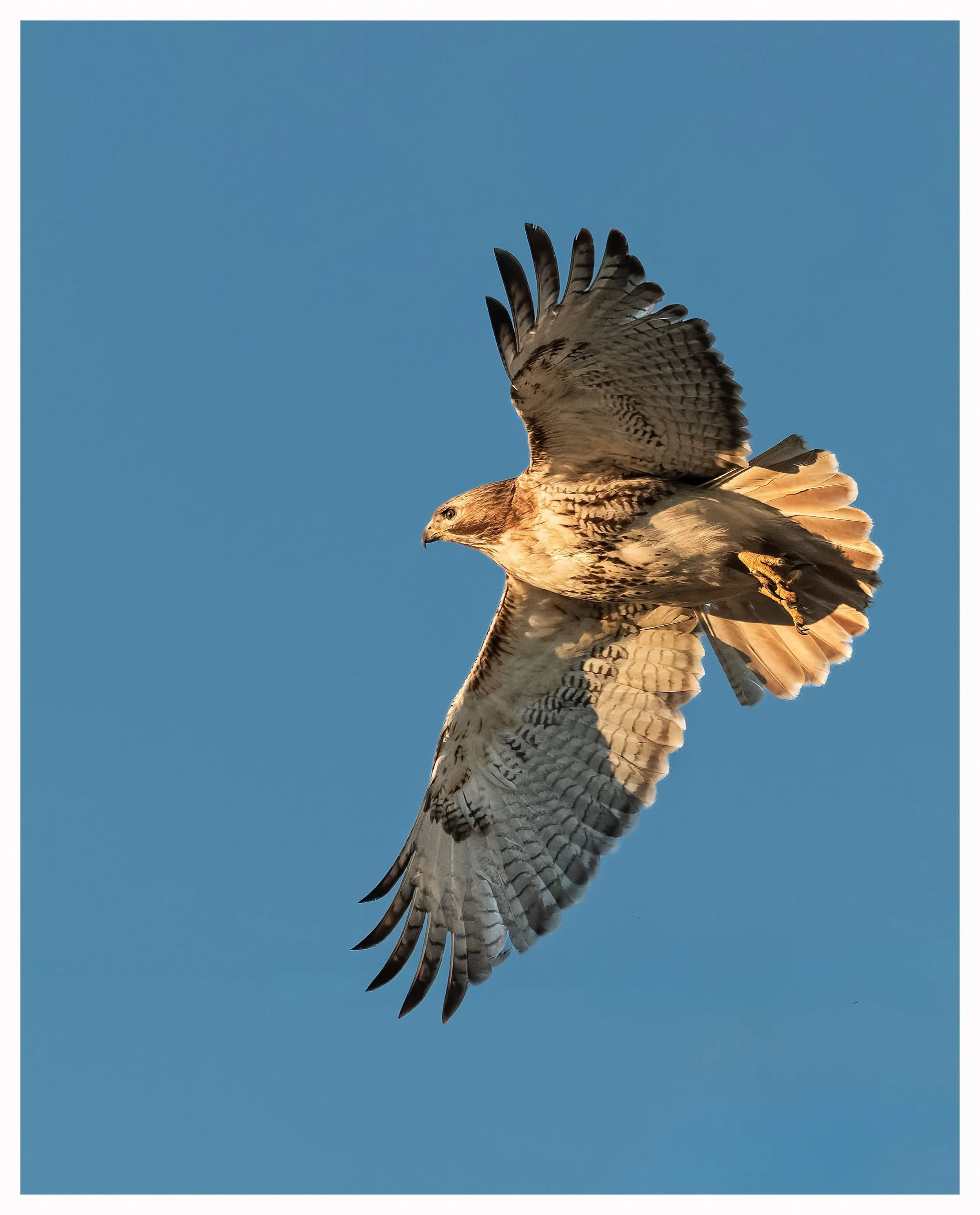 Hawk6.jpg